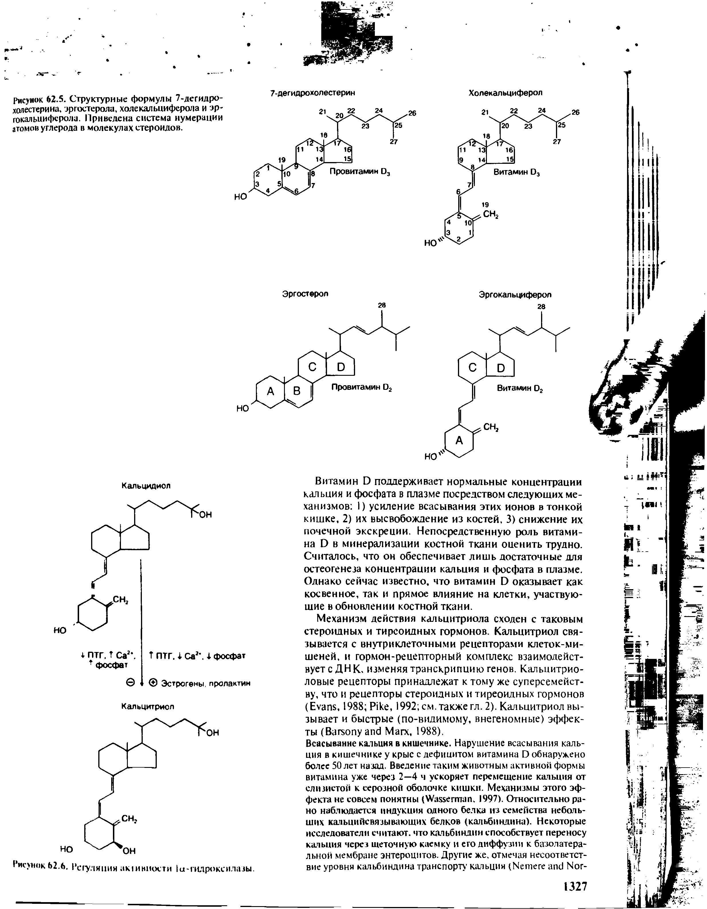 Рисунок 62.5. Структурные формулы 7-дегидро- местерина, эргостерола, холе кальциферола и эргокальциферола. Приведена система нумерации атомов углерода в молекулах стероидов.