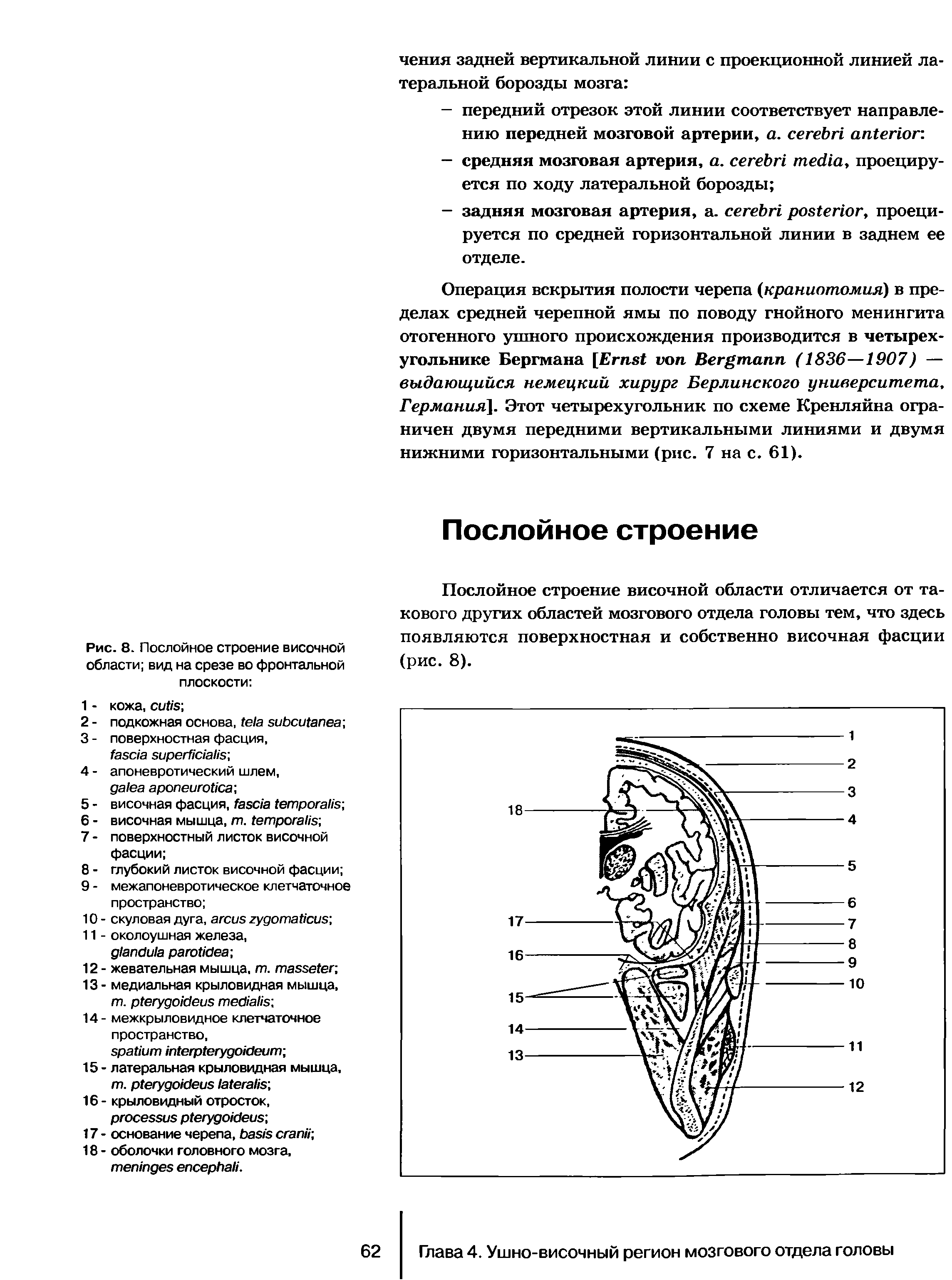 Рис. 8. Послойное строение височной области вид на срезе во фронтальной плоскости ...