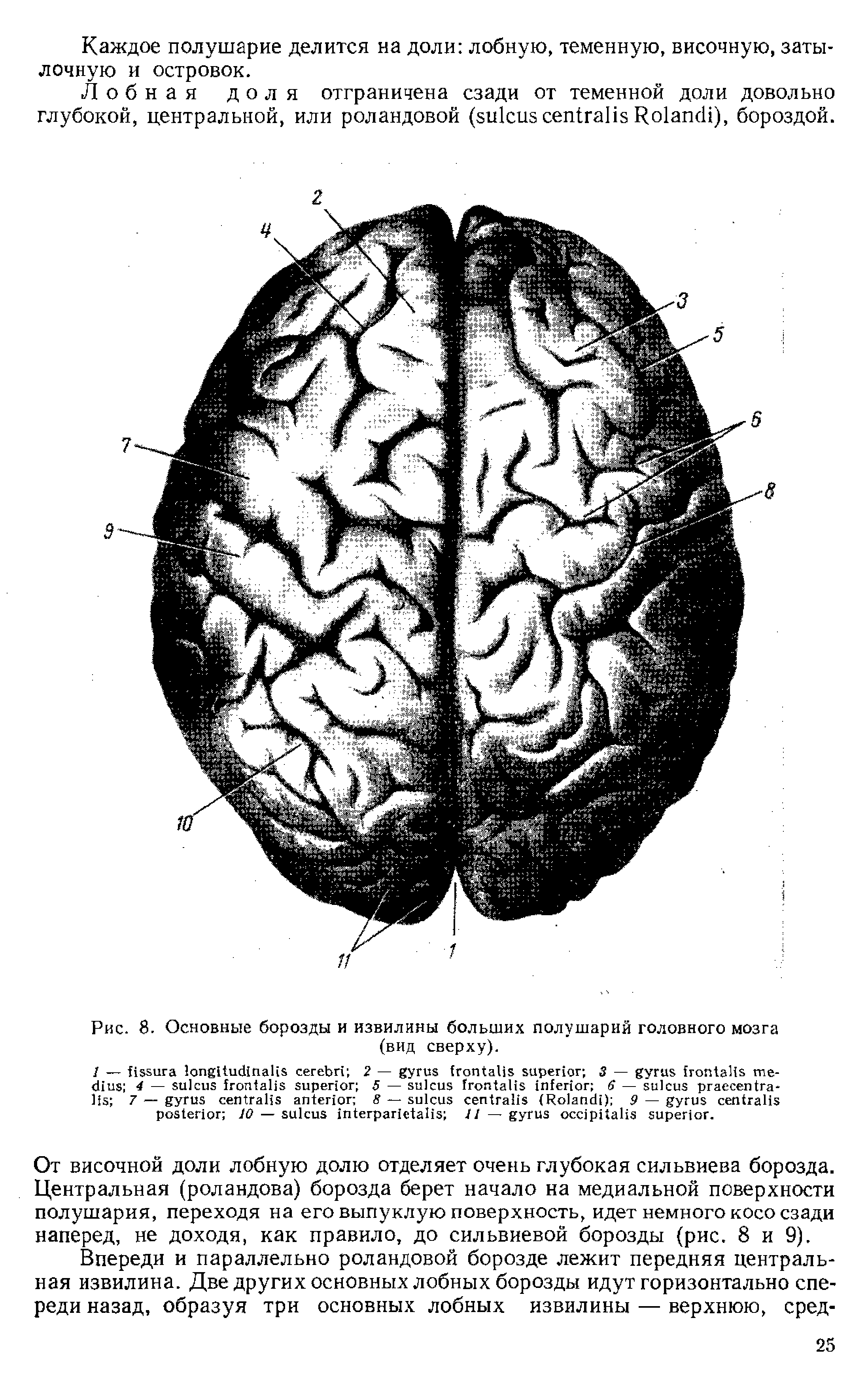 Рис. 8. Основные борозды и извилины больших полушарий головного мозга (вид сверху).