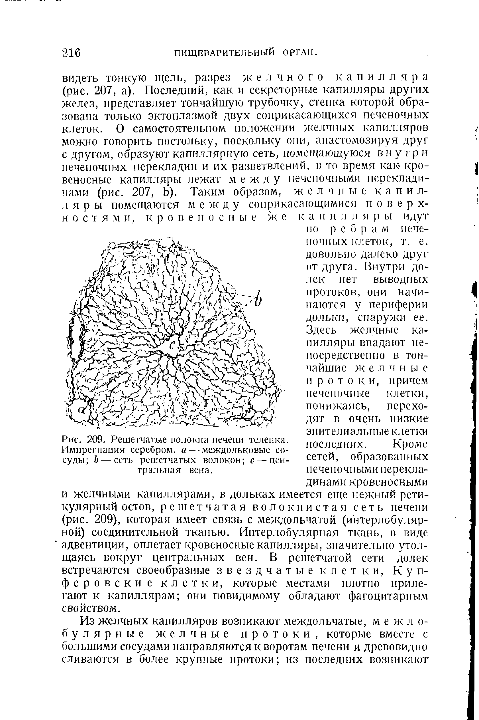 Рис. 209. Решетчатые волокна печени теленка. Импрегнация серебром, а — междольковые сосуды Ь — сеть решетчатых волокон с — центральная вена.