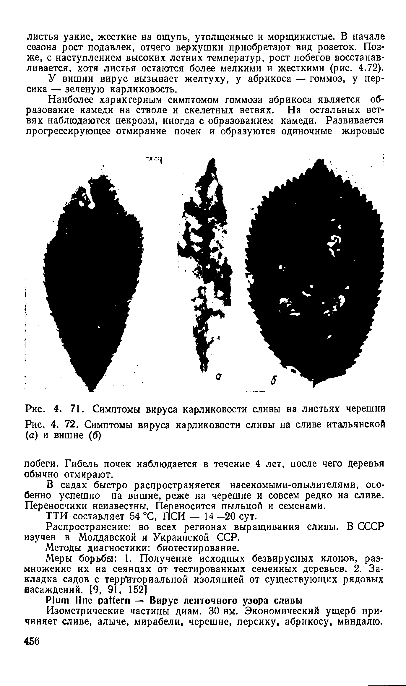 Рис. 4. 71. Симптомы вируса карликовости сливы на листьях черешни...