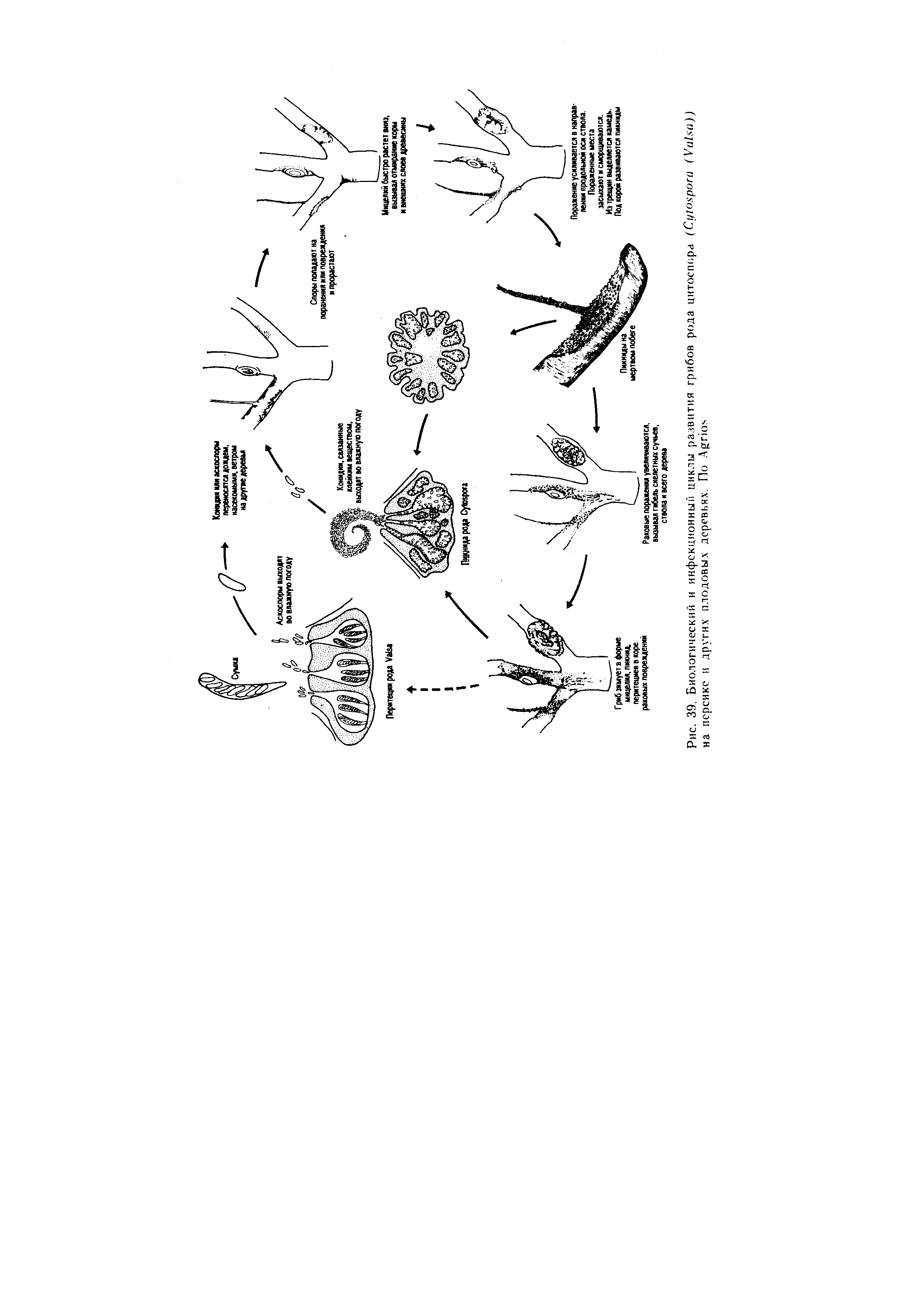 Рис. 39. Биологический и инфекционный циклы развития грибов рода цитоспора (C (V )) на персике и других плодовых деревьях. По A ...