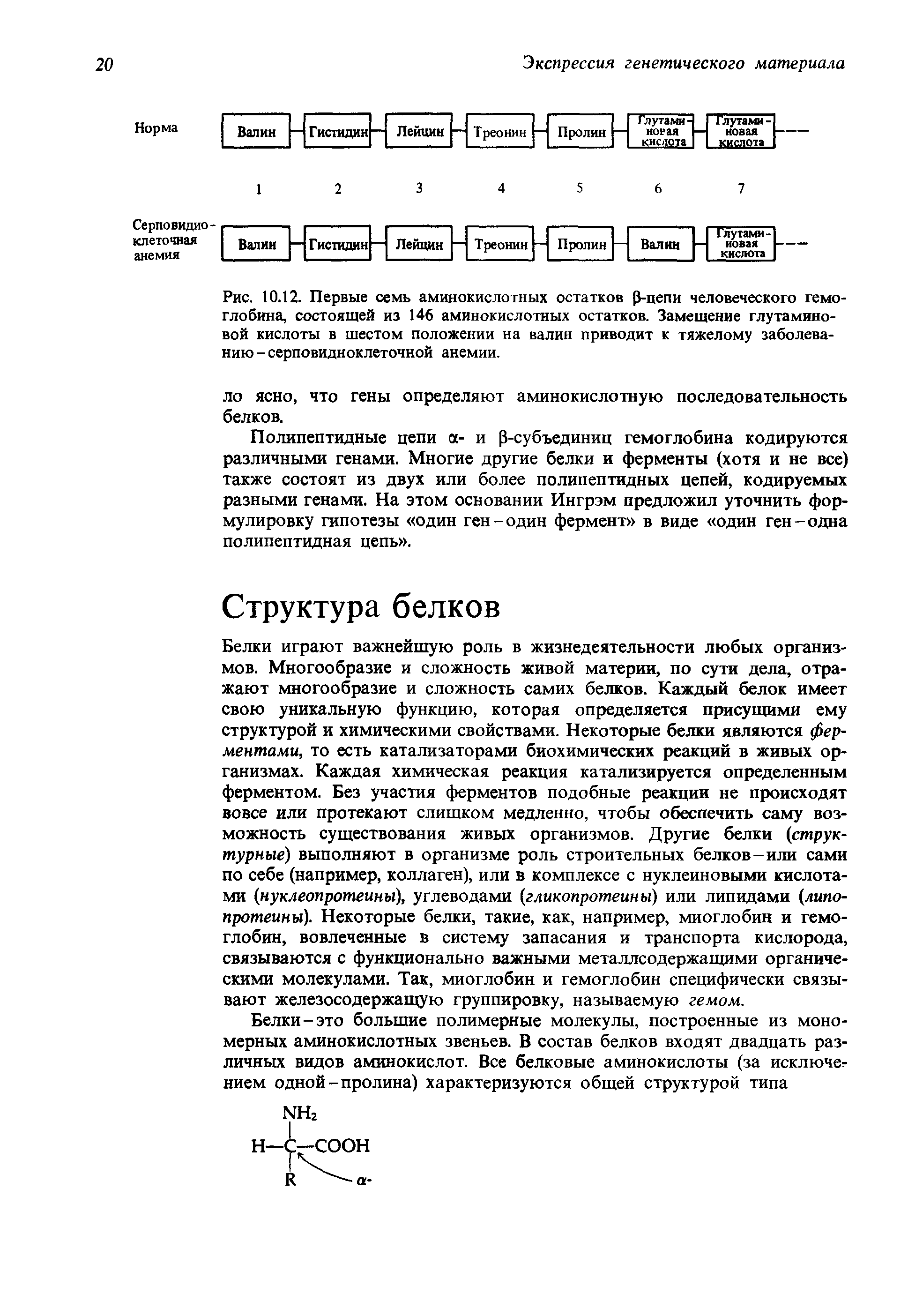 Рис. 10.12. Первые семь аминокислотных остатков 0-цепи человеческого гемоглобина, состоящей из 146 аминокислотных остатков. Замещение глутаминовой кислоты в шестом положении на валин приводит к тяжелому заболеванию - серповидноклеточной анемии.