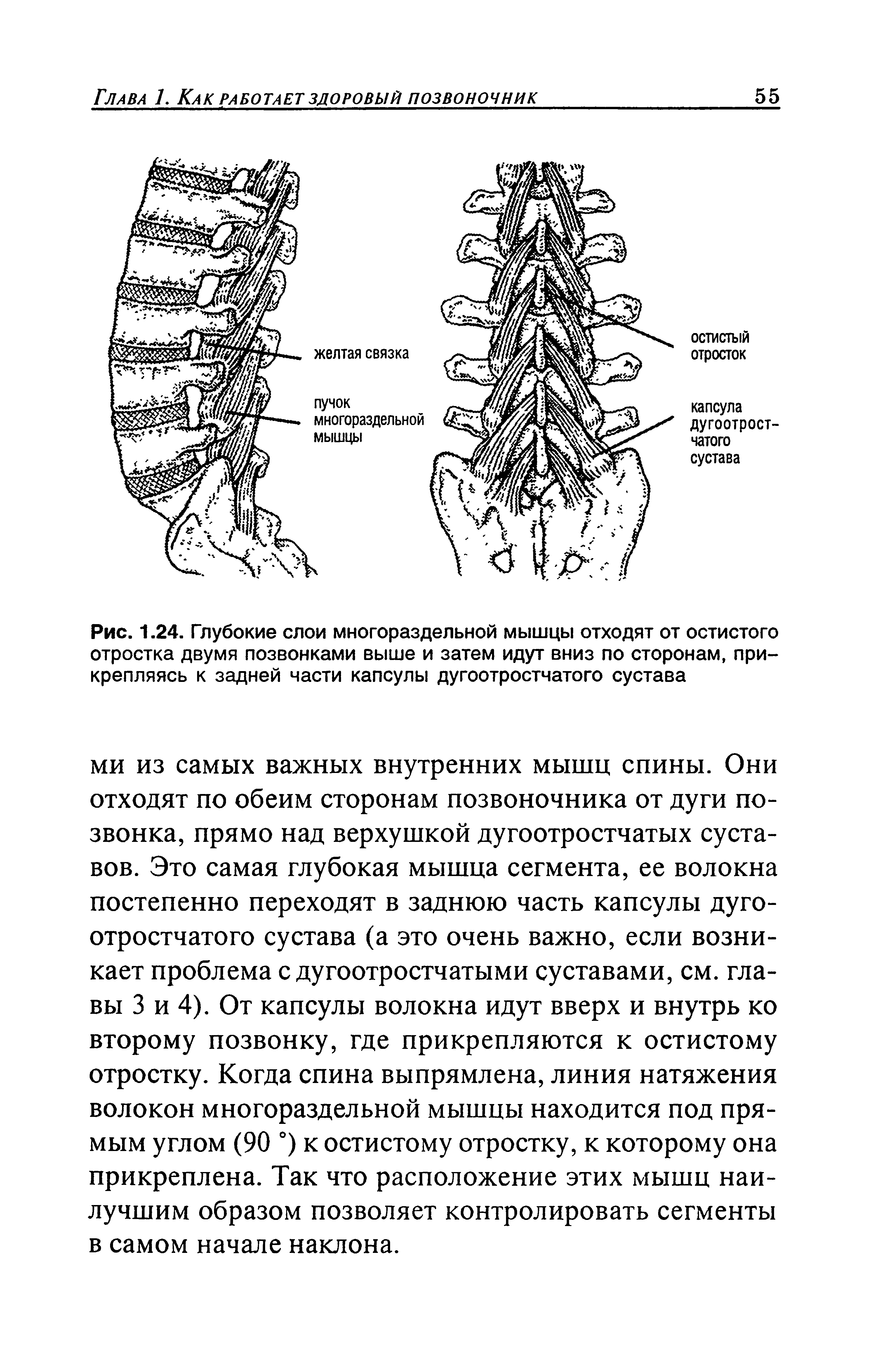 Рис. 1.24. Глубокие слои многораздельной мышцы отходят от остистого отростка двумя позвонками выше и затем идут вниз по сторонам, прикрепляясь к задней части капсулы дугоотростчатого сустава...