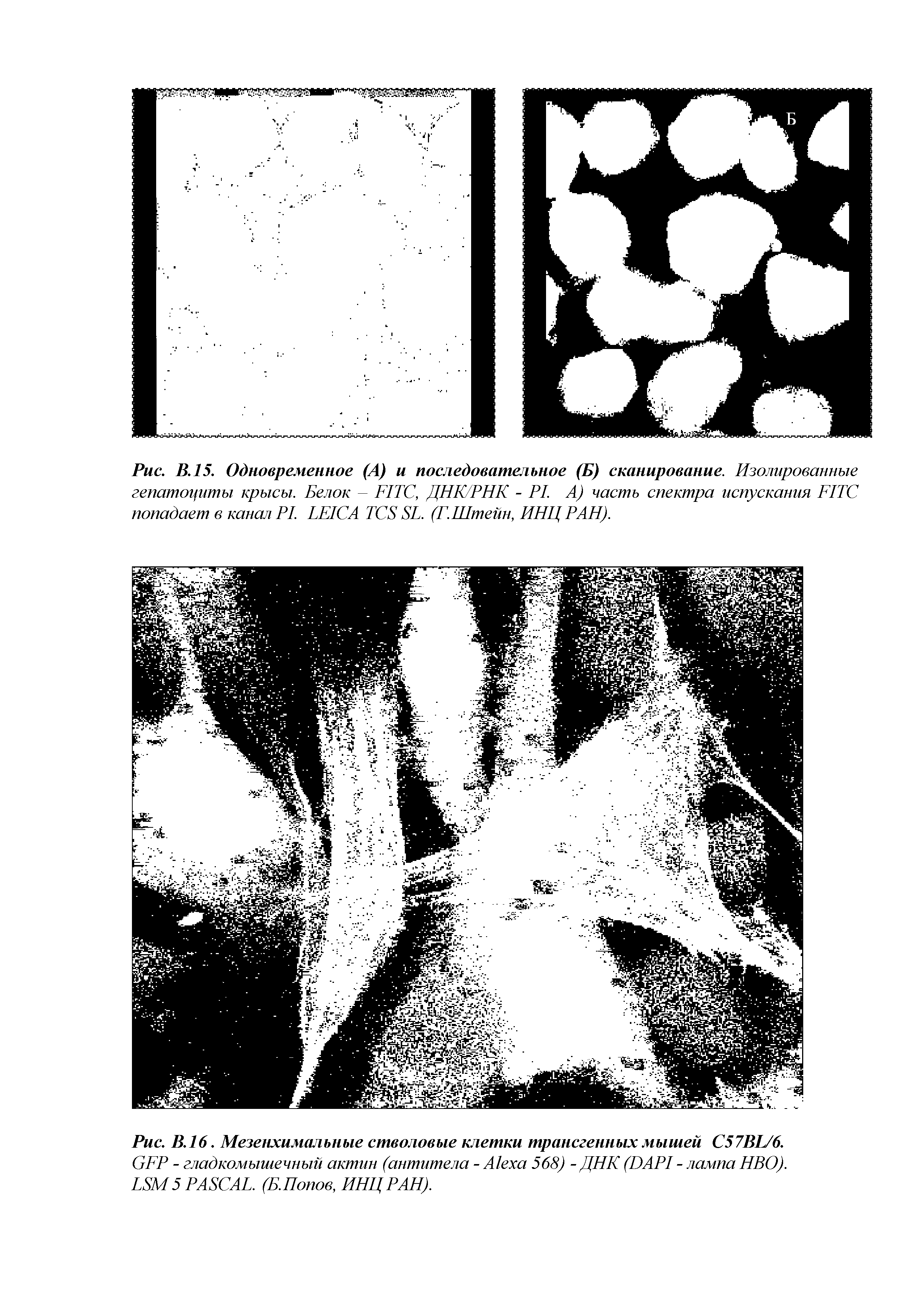 Рис. В. 16. Мезенхимальные стволовые клетки трансгенных мышей C57BL/6.