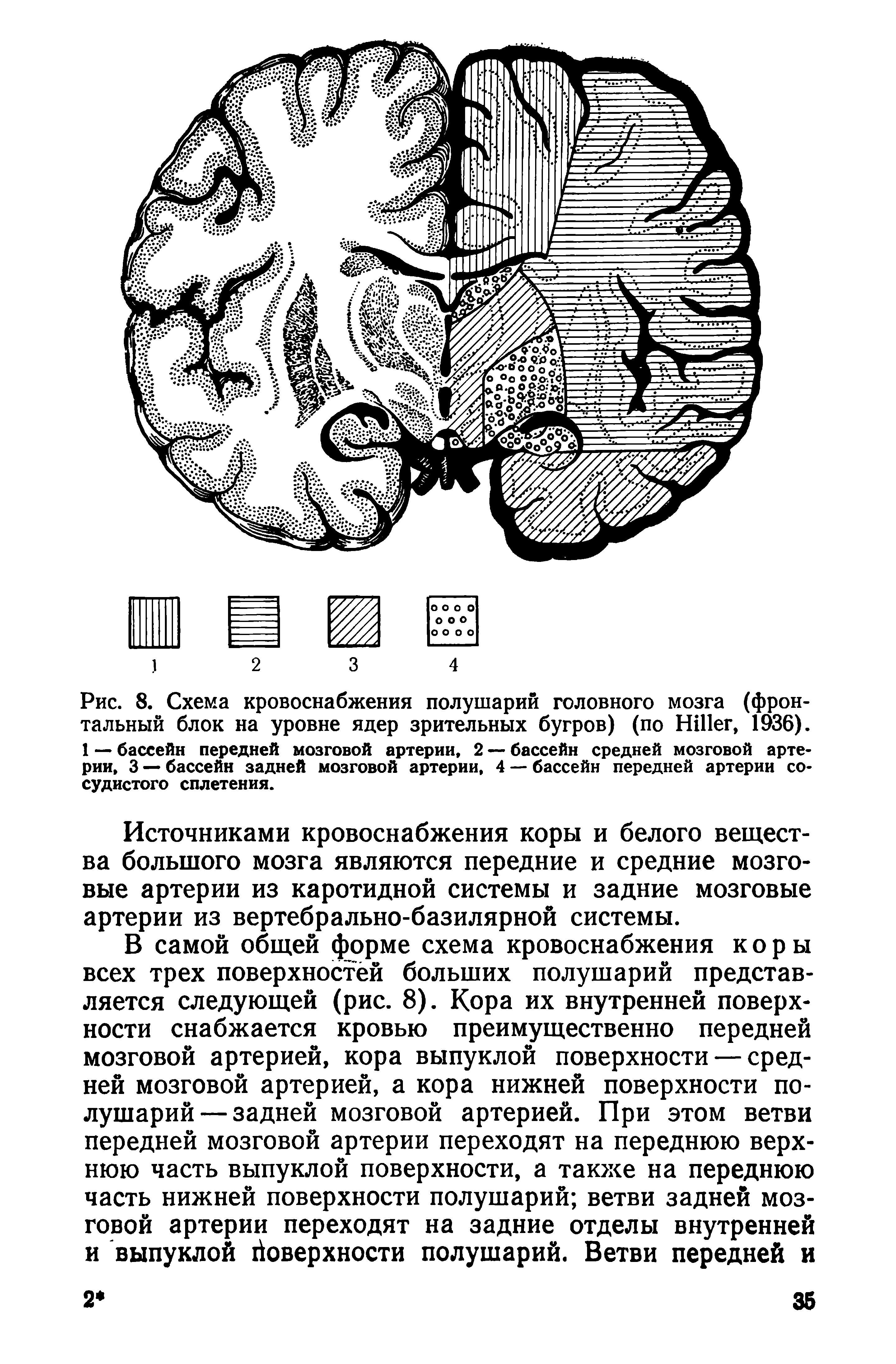 Рис. 8. Схема кровоснабжения полушарий головного мозга (фронтальный блок на уровне ядер зрительных бугров) (по H , 1936). 1 — бассейн передней мозговой артерии, 2 — бассейн средней мозговой артерии, 3 — бассейн задней мозговой артерии, 4 — бассейн передней артерии сосудистого сплетения.