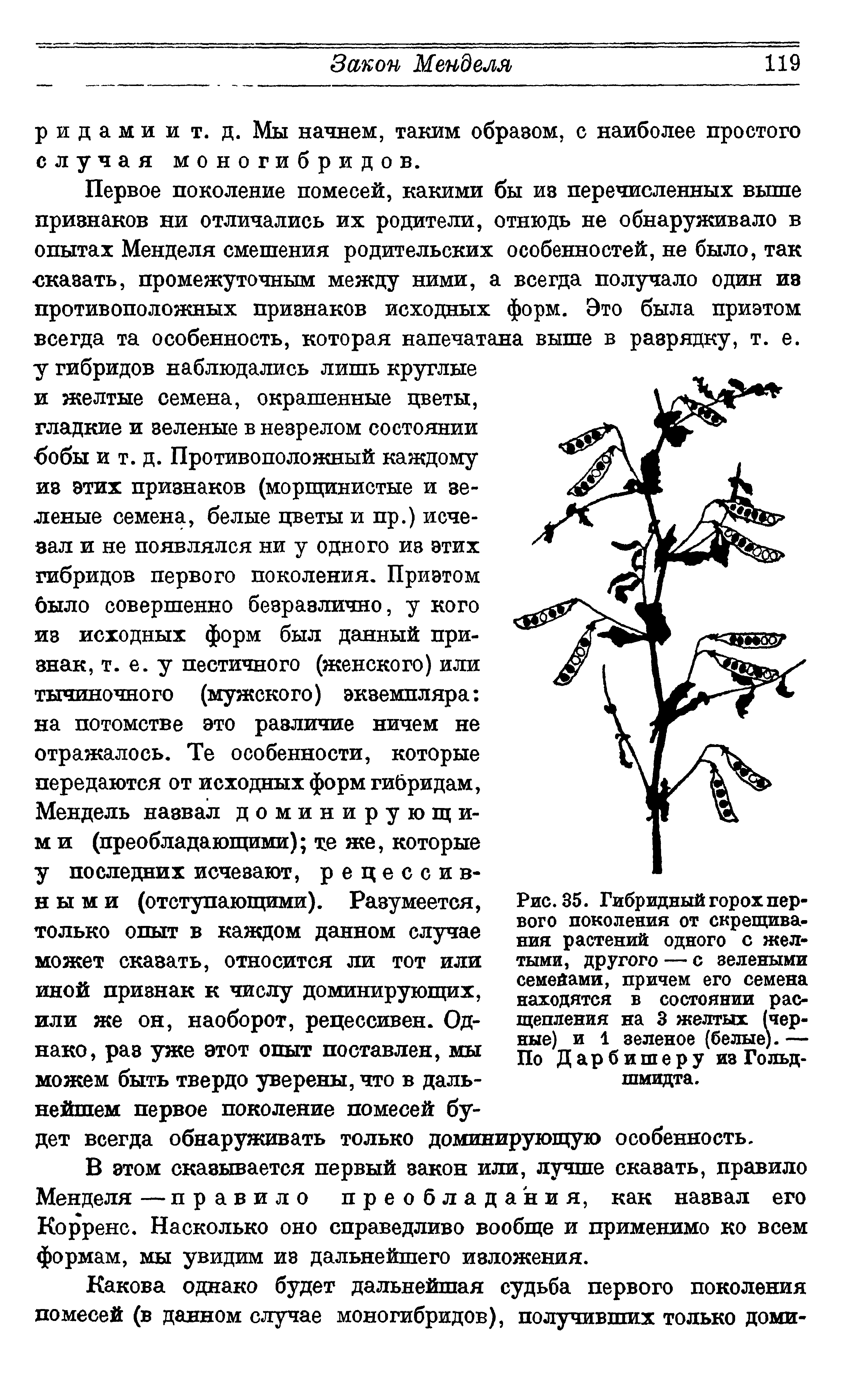 Рис. 35. Гибридный горох первого поколения от скрещивания растений одного с желтыми, другого — с зелеными семейами, причем его семена находятся в состоянии расщепления на 3 желтых (черные) и 1 зеленое (белые). — По Дар бишеру из Гольдшмидта.