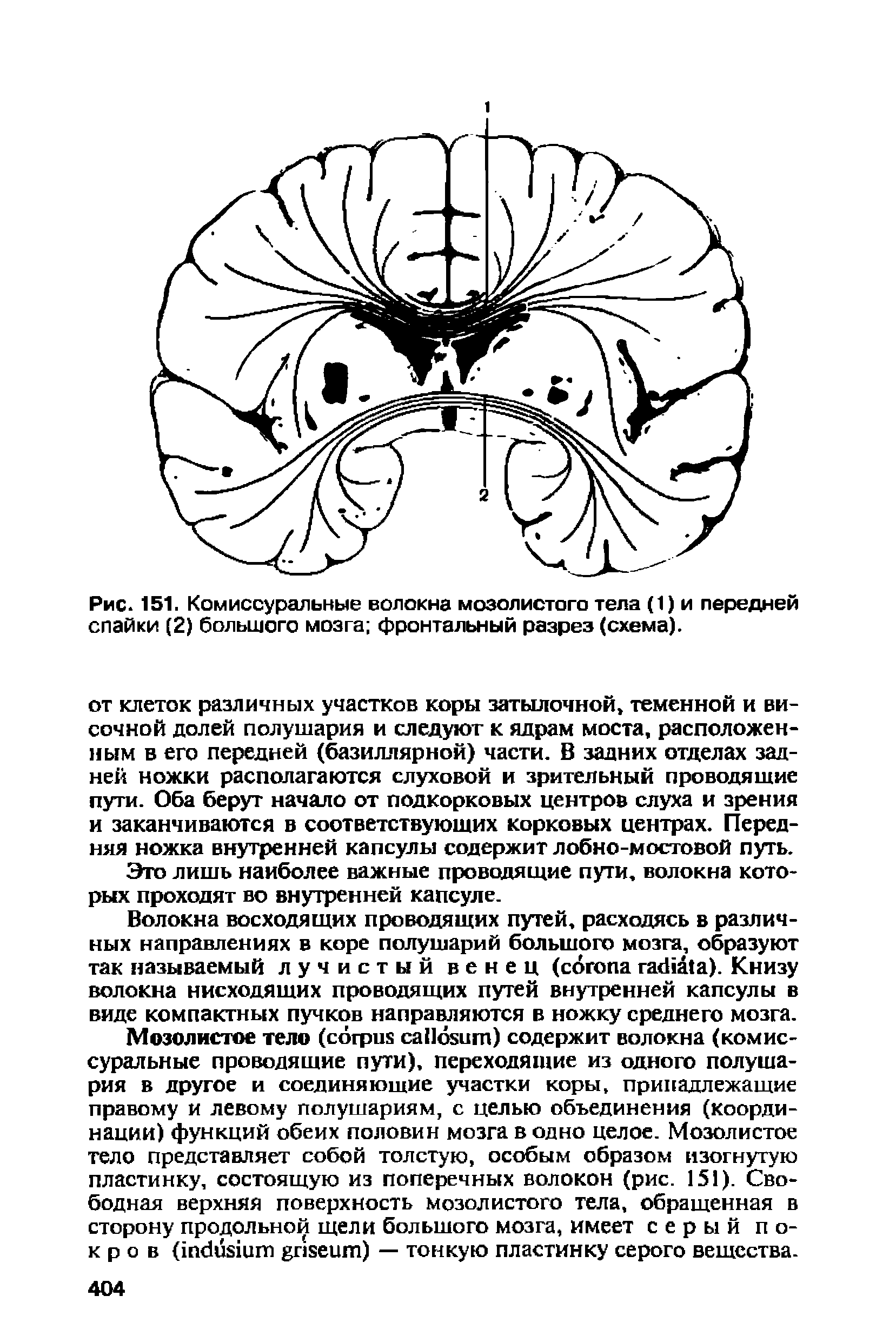 Рис. 151. Комиссуральные волокна мозолистого тела (1) и передней спайки (2) большого мозга фронтальный разрез (схема).