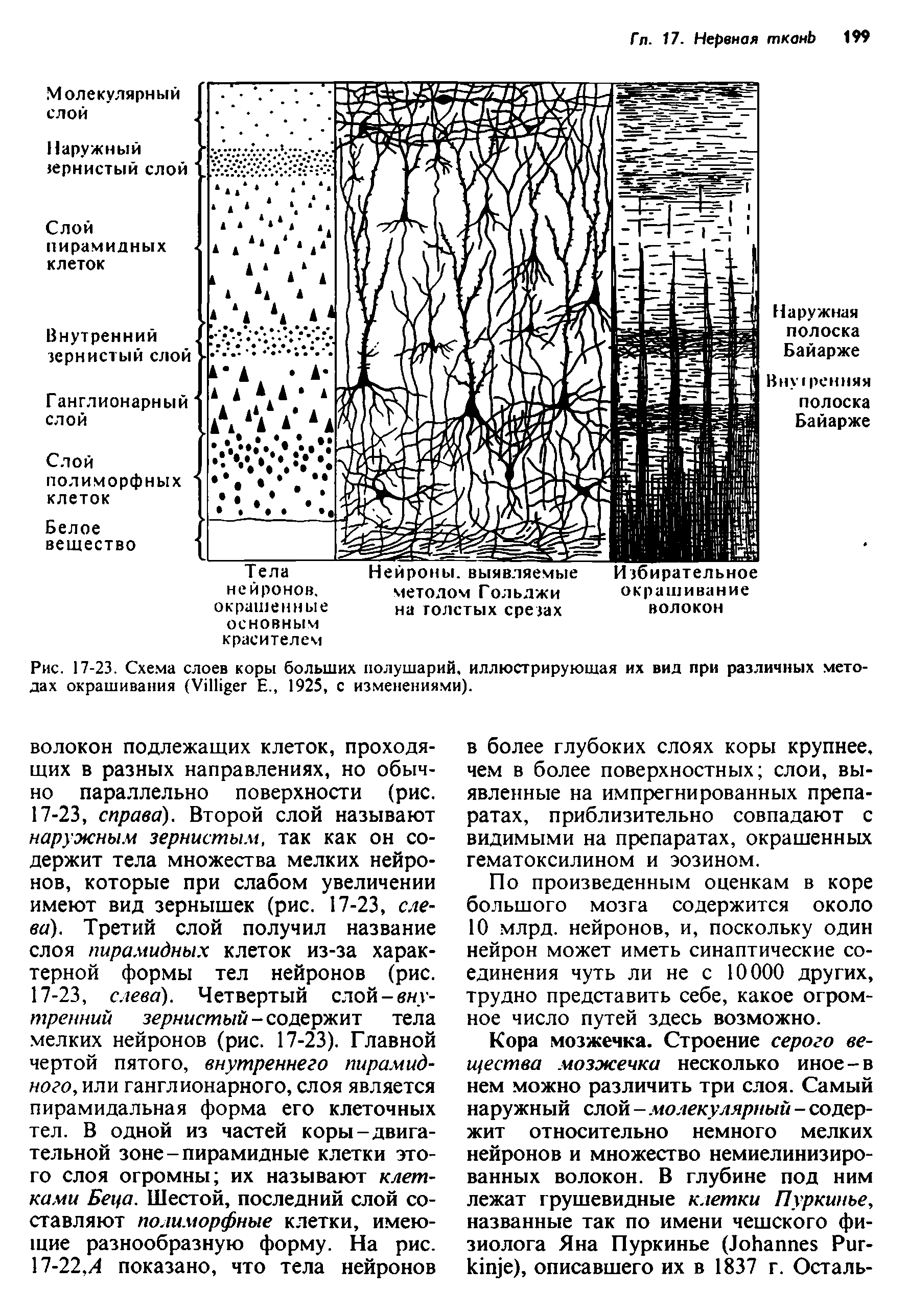 Рис. 17-23. Схема слоев коры больших полушарий, иллюстрирующая их вид при различных методах окрашивания (УП ег Е., 1925, с изменениями).