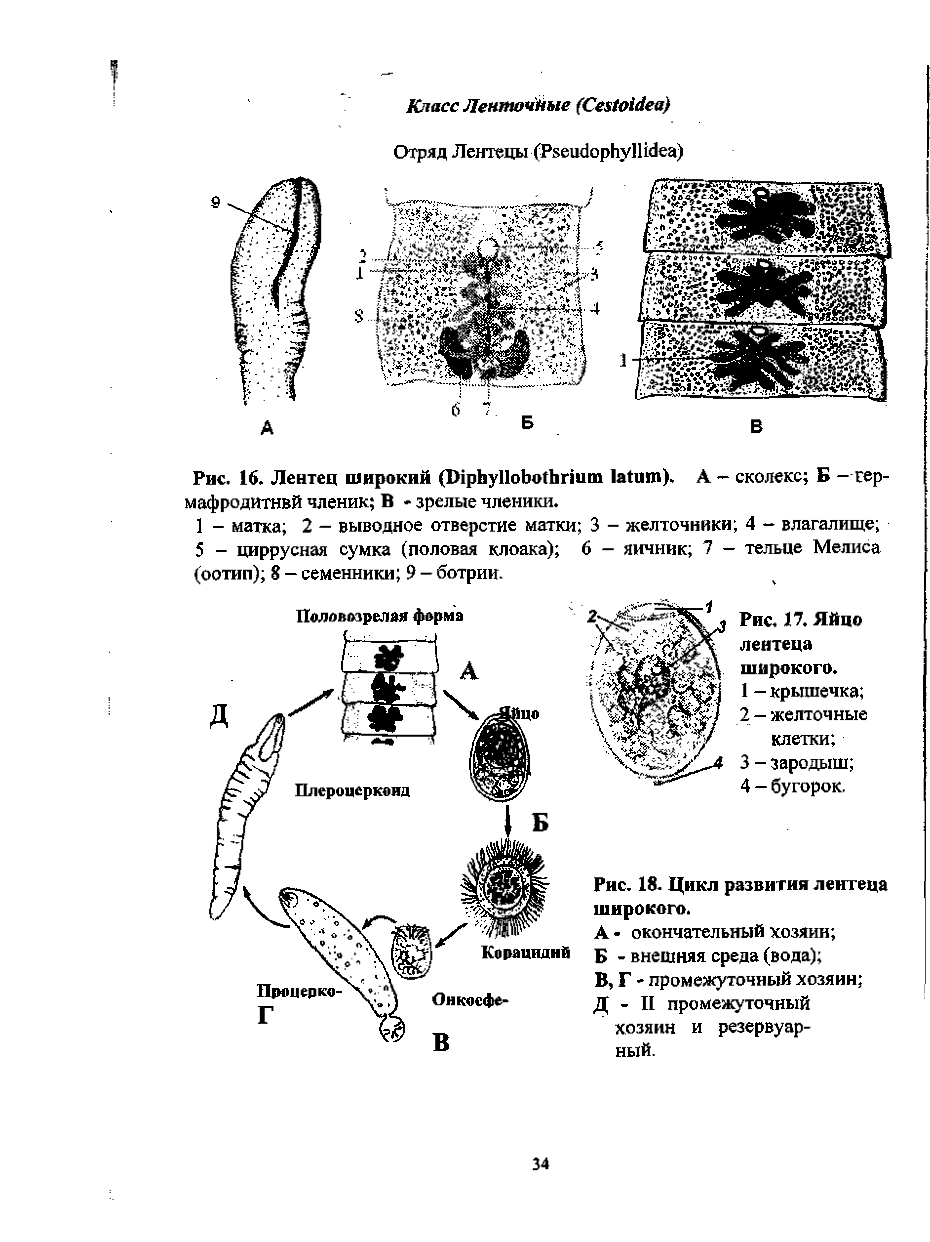Рис. 16. Лентец широкий (D ). А — сколекс Б — гер-мафродитнвй членик В - зрелые членики.
