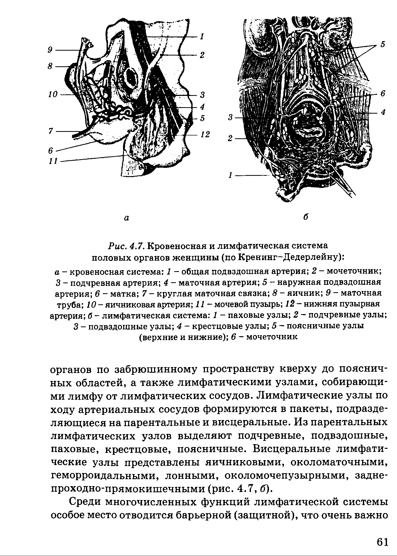 Рис. 4.7. Кровеносная и лимфатическая система половых органов женщины (по Кренинг-Дедерлейну) ...