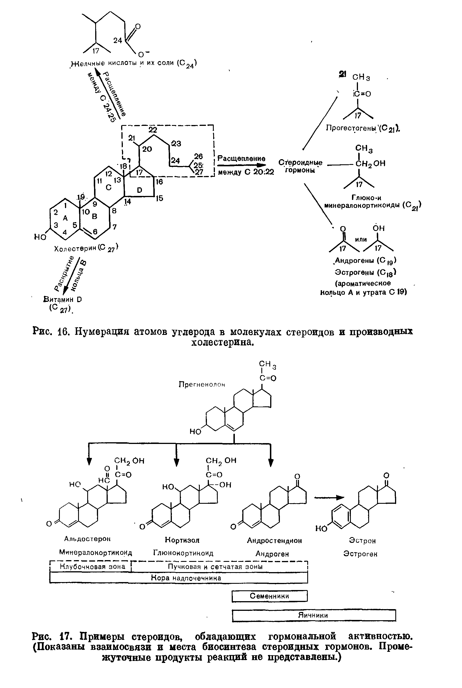 Рис. 17. Примеры стероидов, обладающих гормональной активностью. (Показаны взаимосвязи и места биосинтеза стероидных гормонов. Промежуточные продукты реакций не представлены.)...