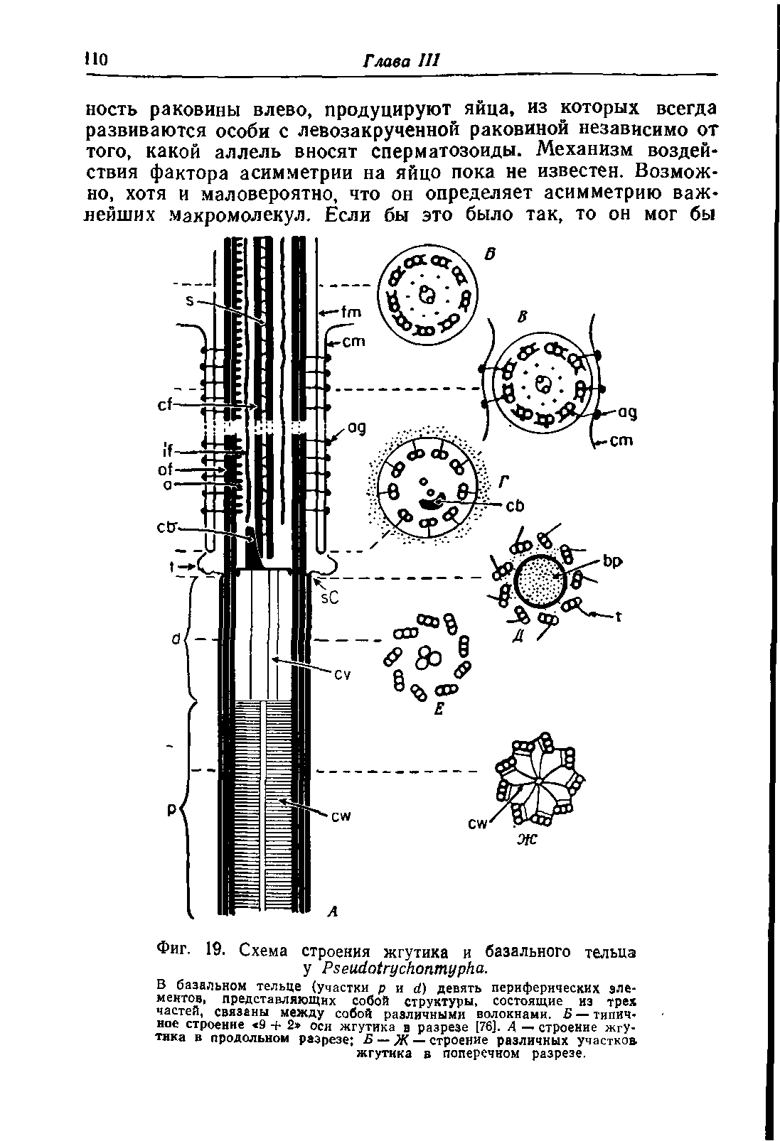 Фиг. 19. Схема строения жгутика и базального тельца у РзеисЫгус/гоптурка.