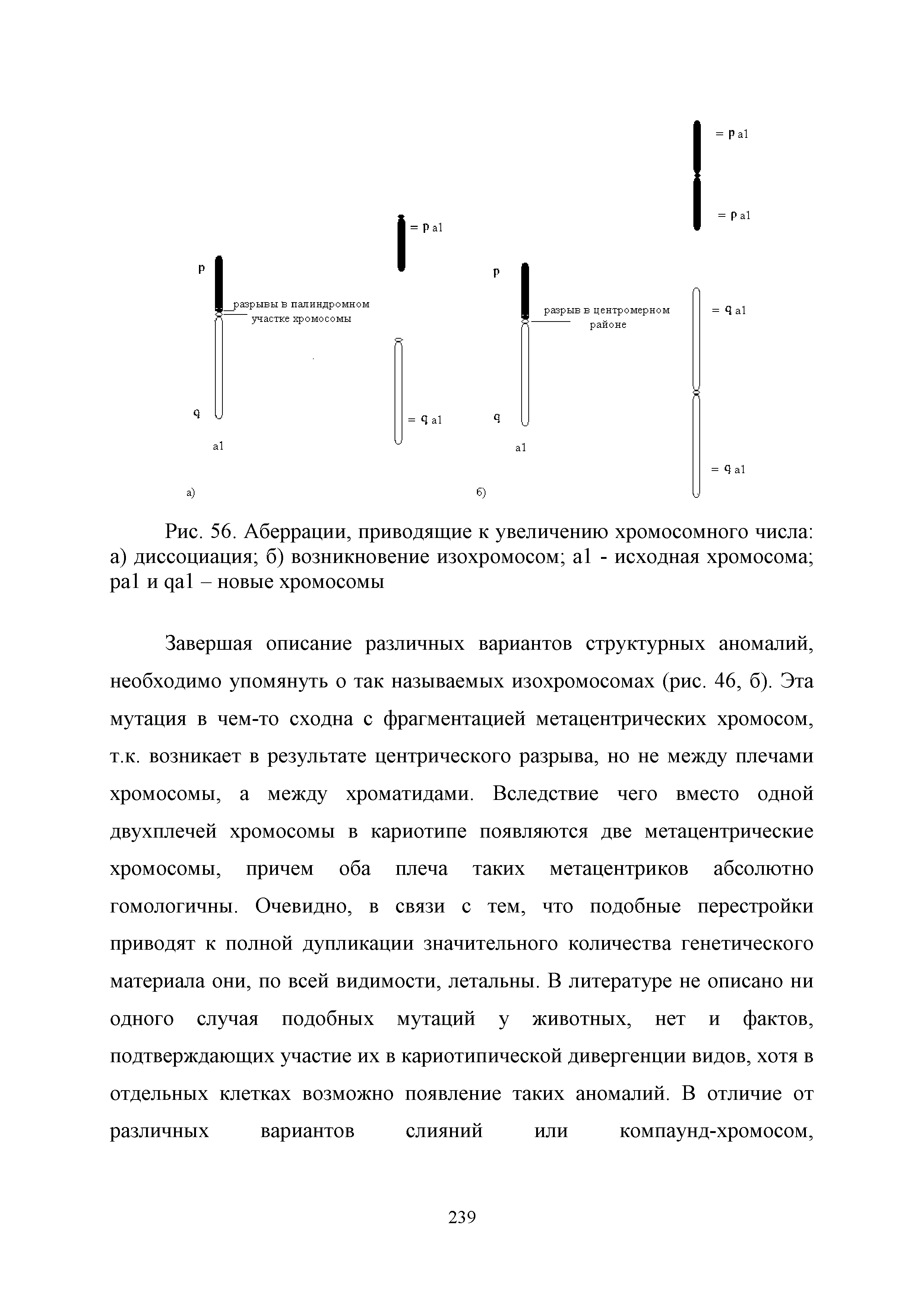 Рис. 56. Аберрации, приводящие к увеличению хромосомного числа а) диссоциация б) возникновение изохромосом - исходная хромосома и - новые хромосомы...