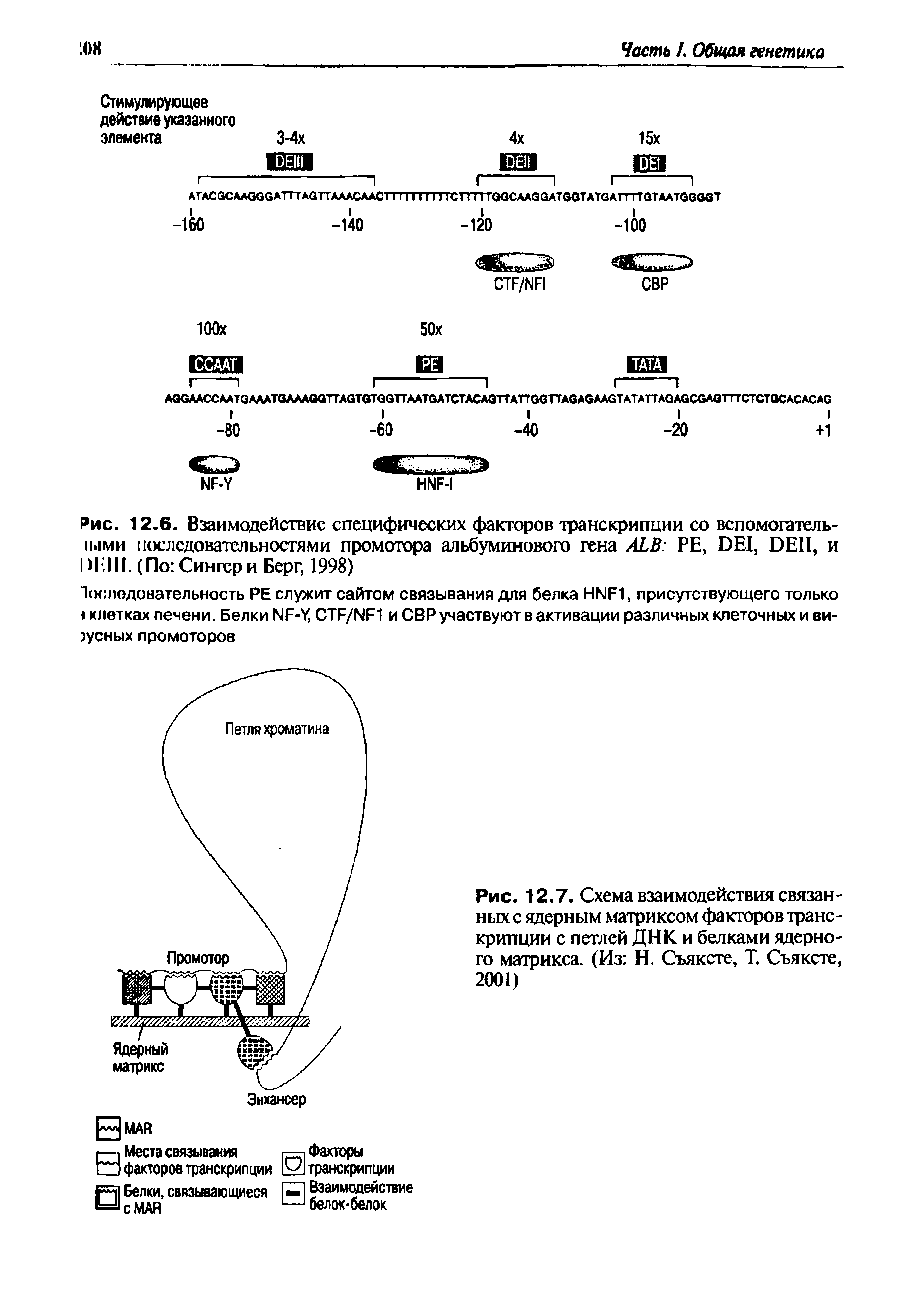 Рис. 12.7. Схема взаимодействия связанных с ядерным матриксом факторов транскрипции с петлей ДНК и белками ядерно-го матрикса. (Из Н. Съяксте, Т. Съяксте, 2001)...
