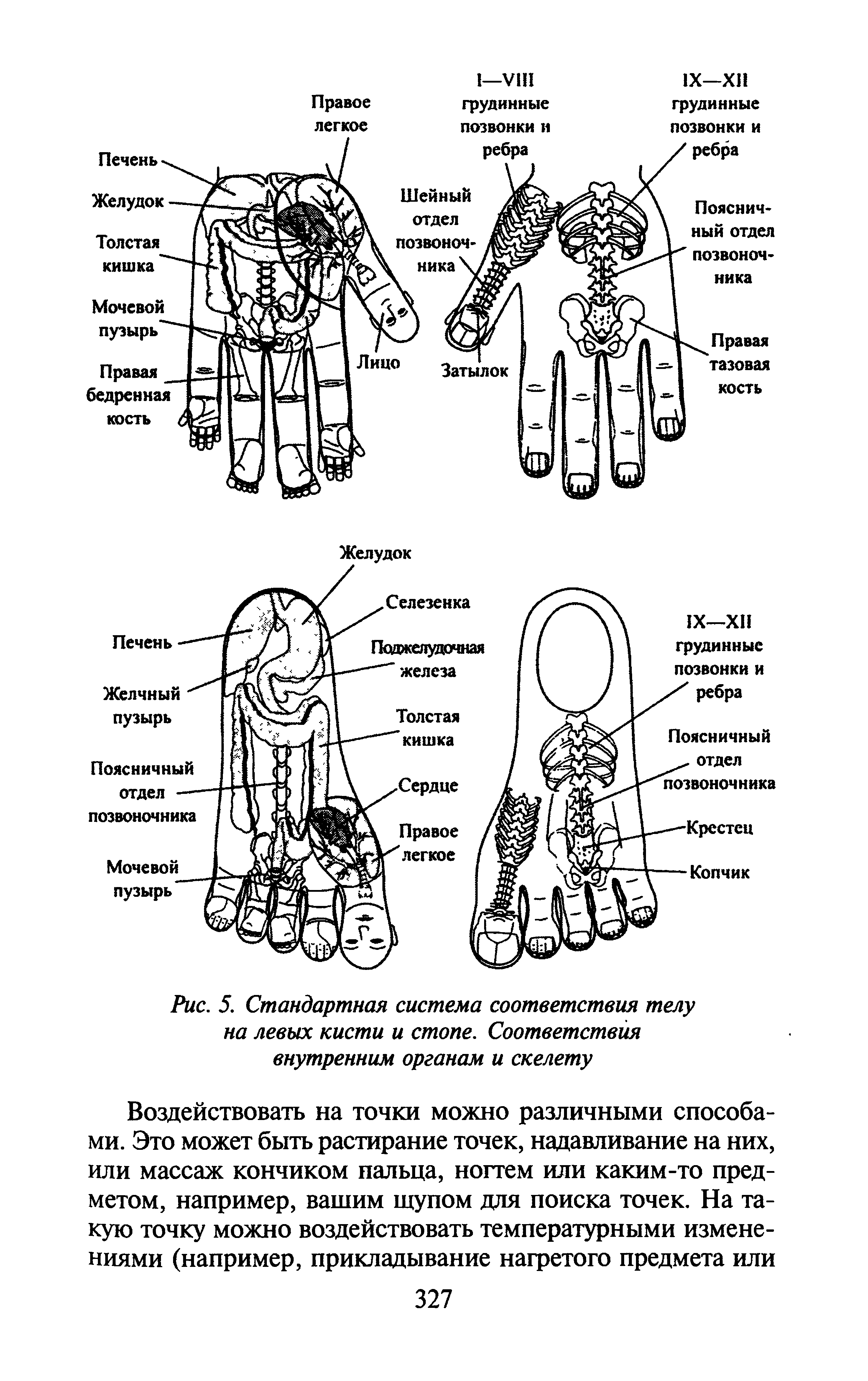 Рис. 5. Стандартная система соответствия телу на левых кисти и стопе. Соответствия внутренним органам и скелету...