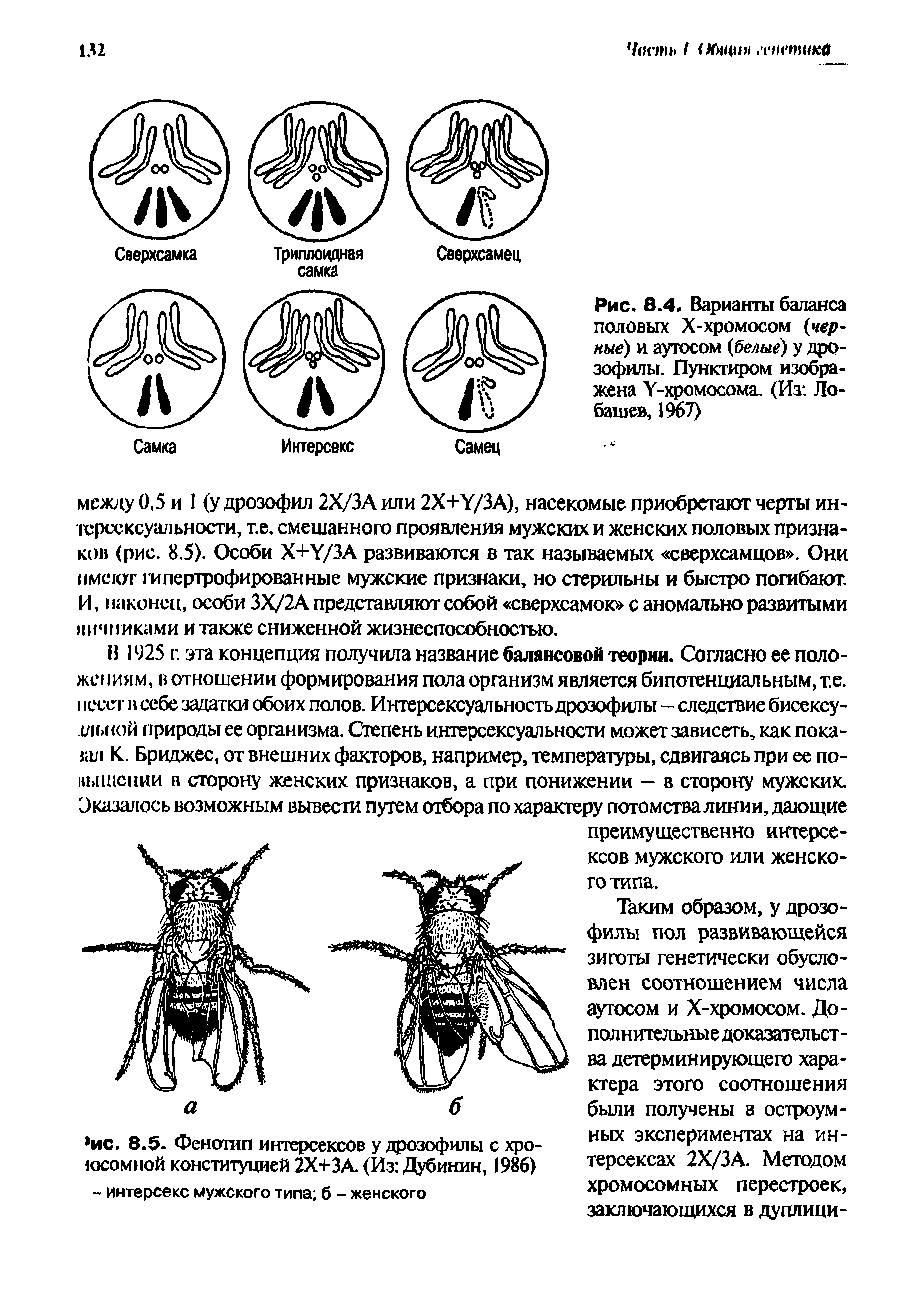 Рис. 8.4. Варианты баланса половых Х-хромосом (черные) и аутосом (белые) у дрозофилы. Пунктиром изображена У-хромосома. (Из Ло-башев, 1967)...