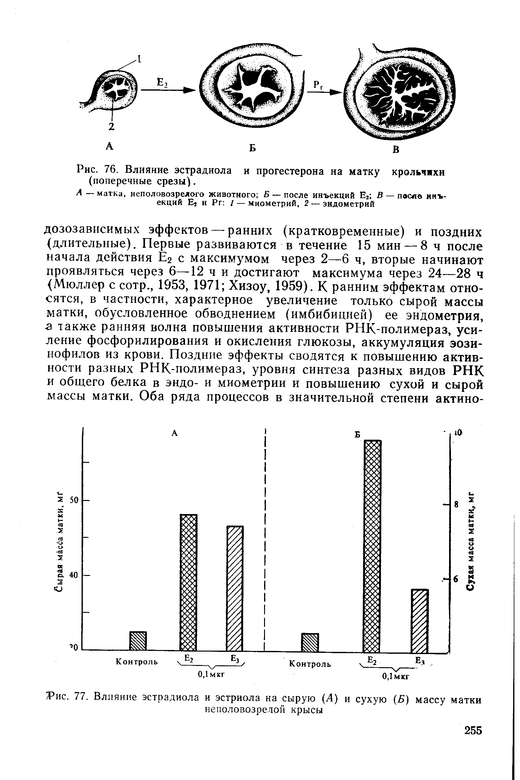 Рис. 77. Влияние эстрадиола и эстриола на сырую (4) и сухую (5) массу матки неполовозрелой крысы...