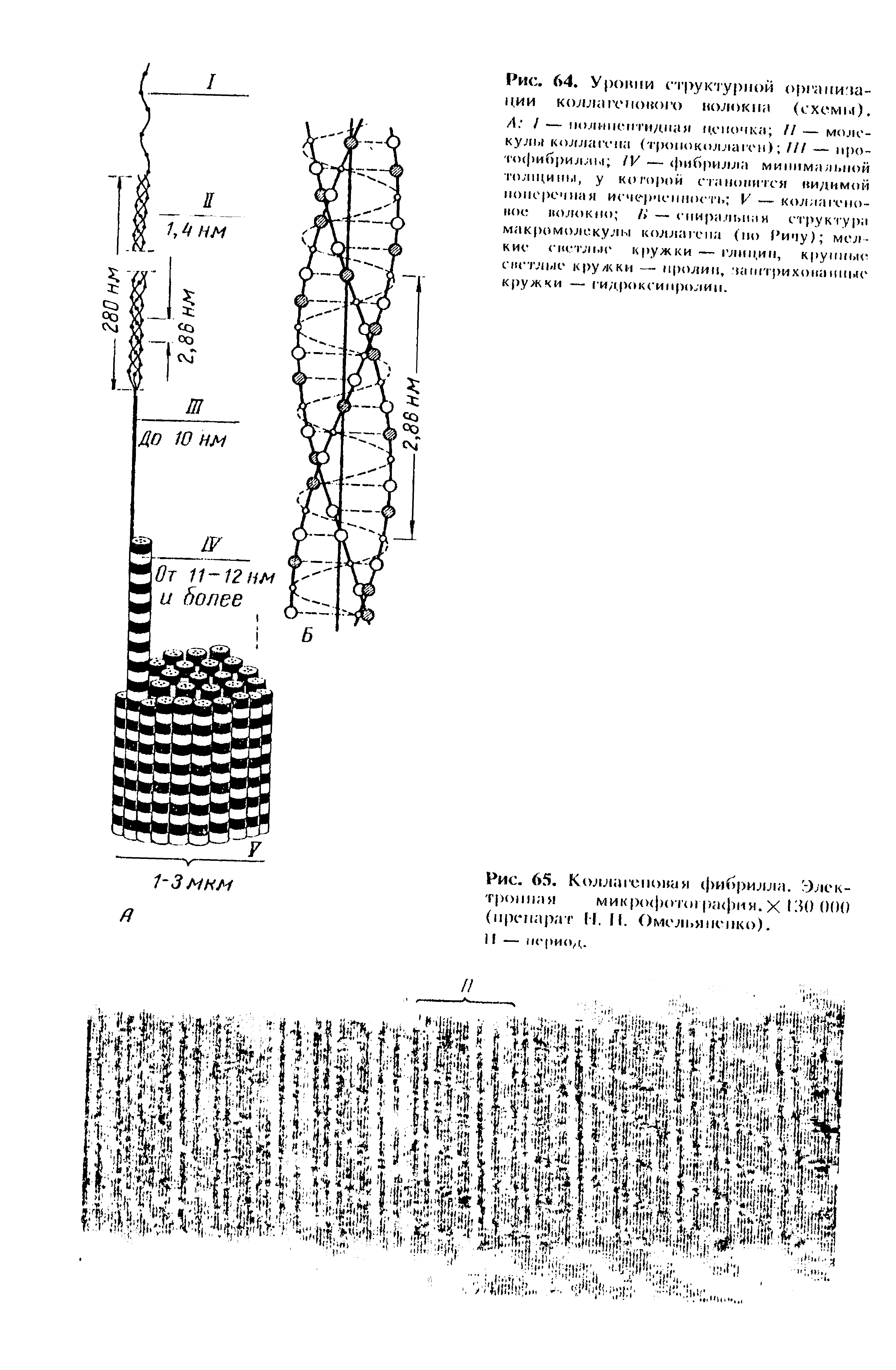 Рис. 64. Уровни структурной организации коллагенового волокна (схемы). А I — полинептидиая цепочка Н — молекулы коллагена (тропоколлаген) /// — про-тофибриллы IV — фибрилла минимальной толщины, у которой становится видимой поверенная игчерченность V — коллагеновое волокно /> — спиральная структура...