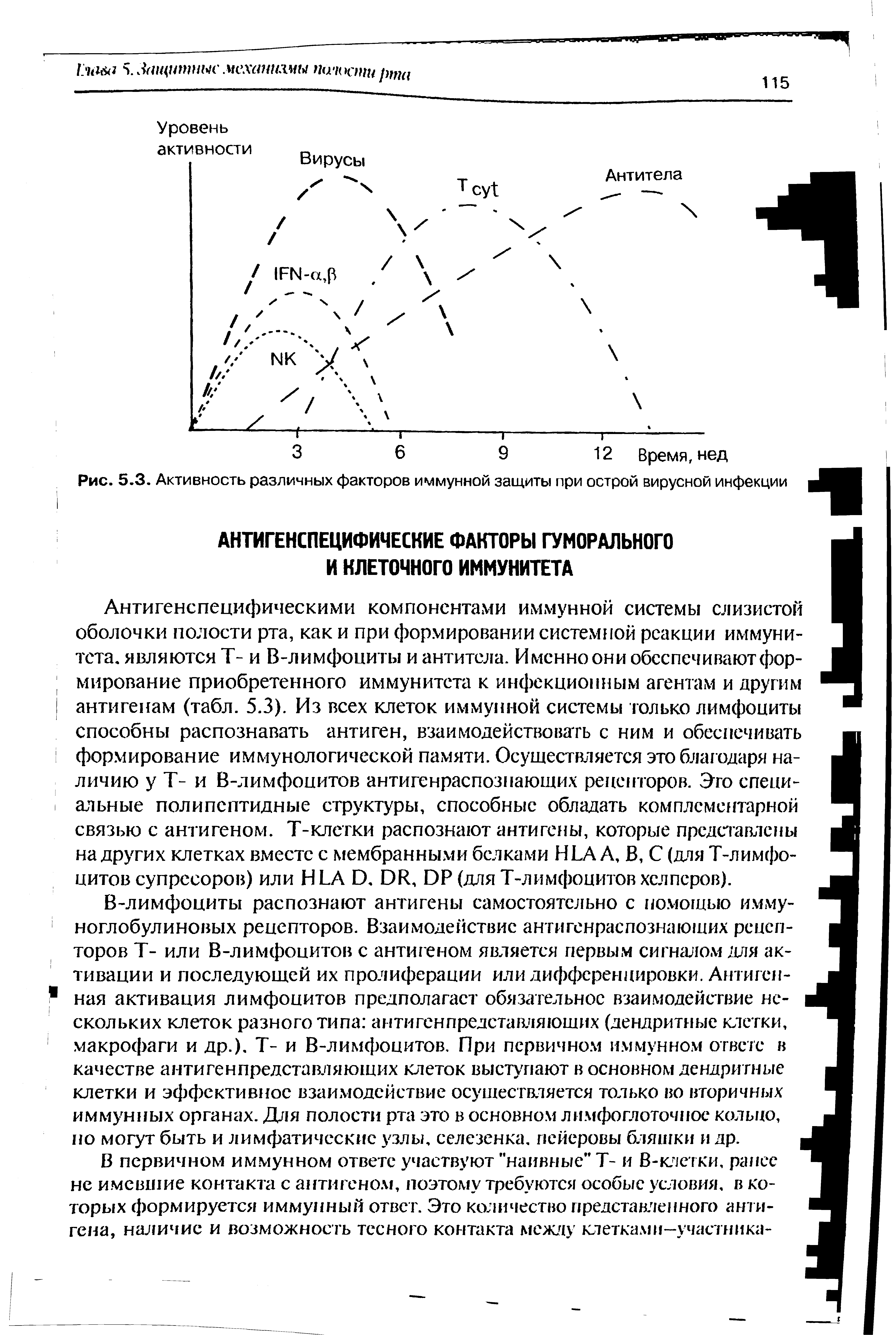 Рис. 5.3. Активность различных факторов иммунной защиты при острой вирусной инфекции...