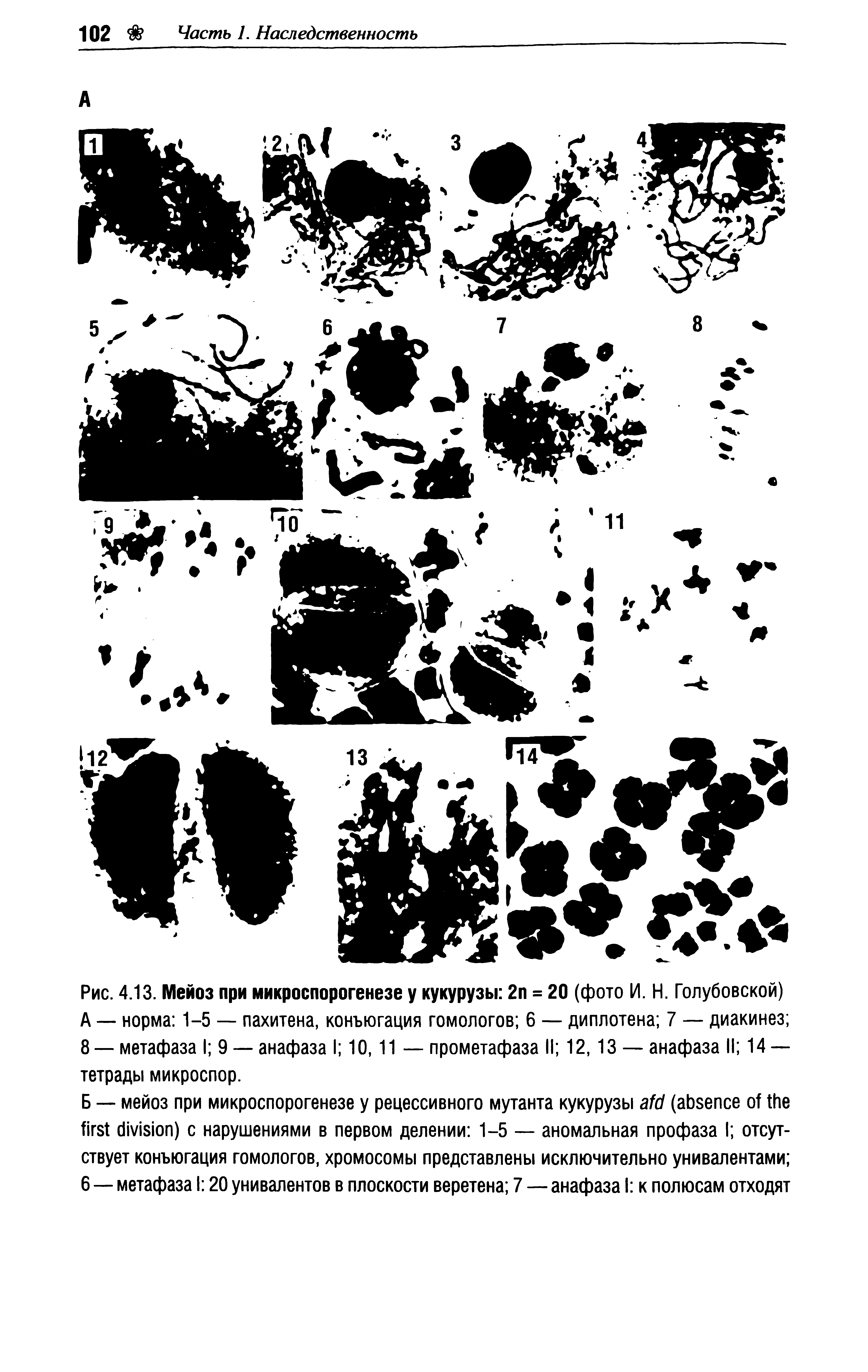 Рис. 4.13. Мейоз при микроспорогенезе у кукурузы 2п = 20 (фото И. Н. Голубовской) А — норма 1-5 — пахитена, конъюгация гомологов 6 — диплотена 7 — диакинез 8 — метафаза I 9 — анафаза I 10,11 — прометафаза II 12,13 — анафаза II 14 — тетрады микроспор.
