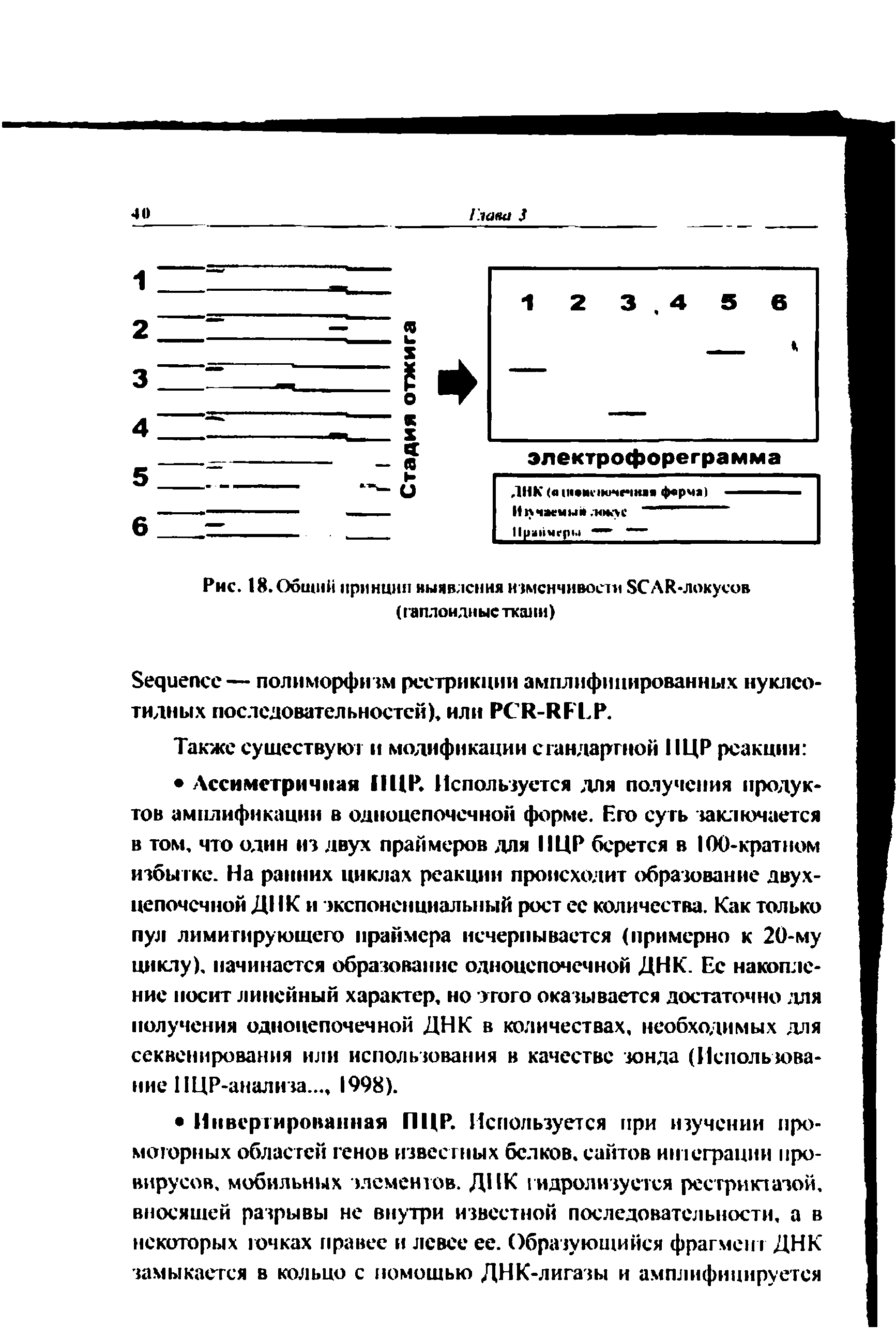 Рис. 18.Общий принцип иыявлсння изменчивости SCAR-локусов (гаплоидные ткани)...