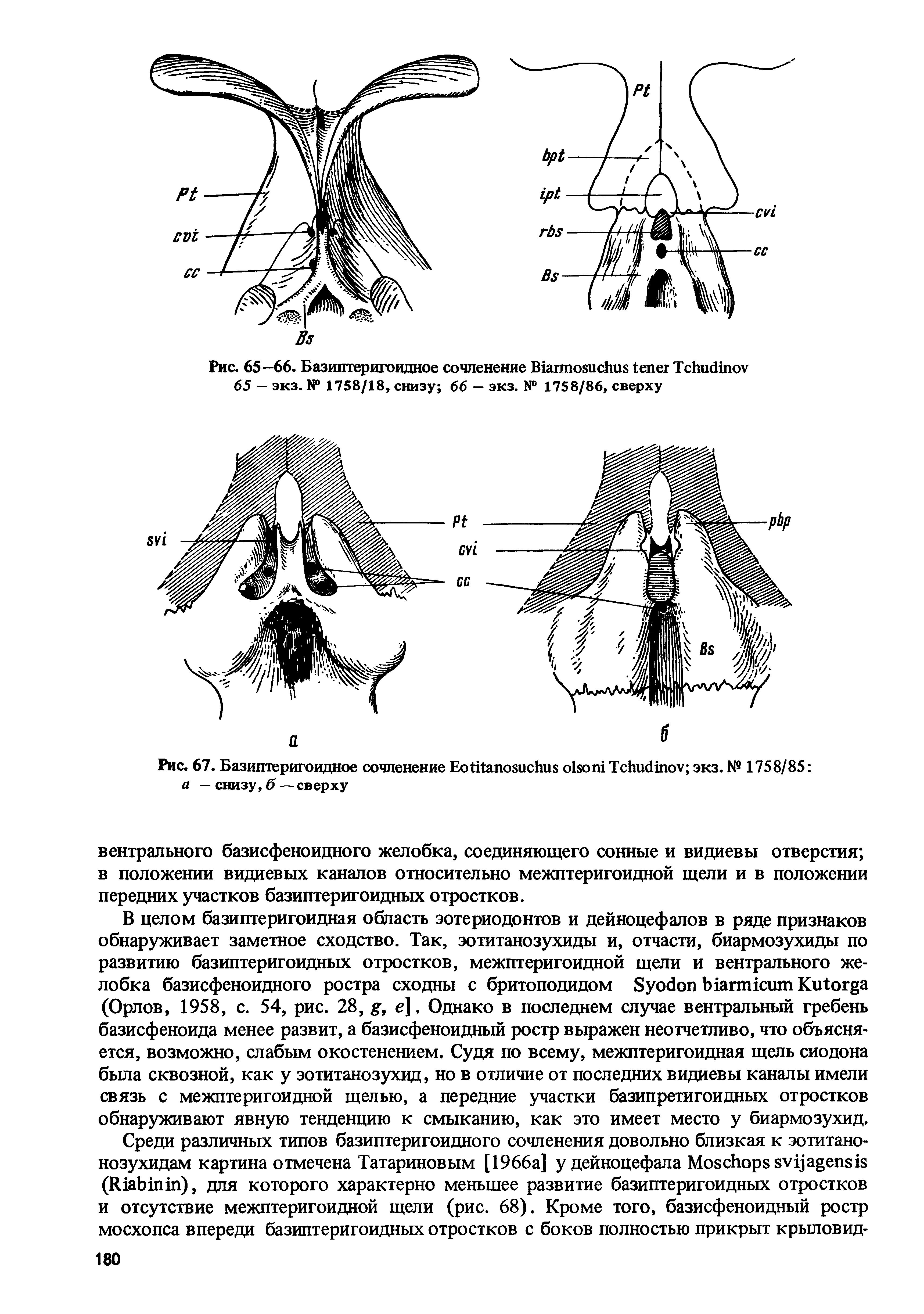 Рис. 67. Базиптеригоидное сочленение ЕоШапозисИиз о1зош ТсИисИпоу экз. № 1758/85 а — снизу, б — сверху...