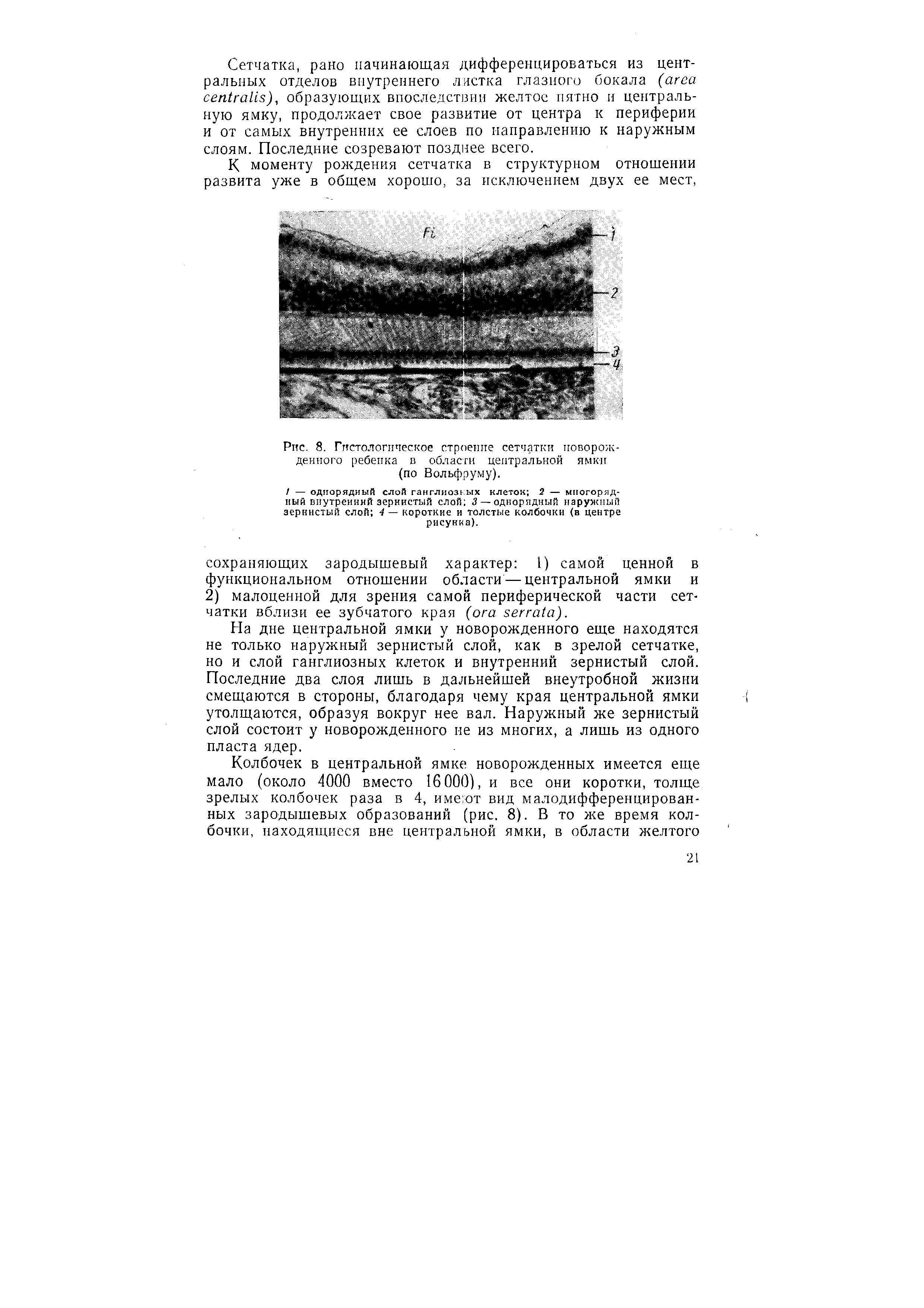 Рис. 8. Гистологическое строение сетчатки новорожденного ребенка в области центральной ямки (по Вольфруму).