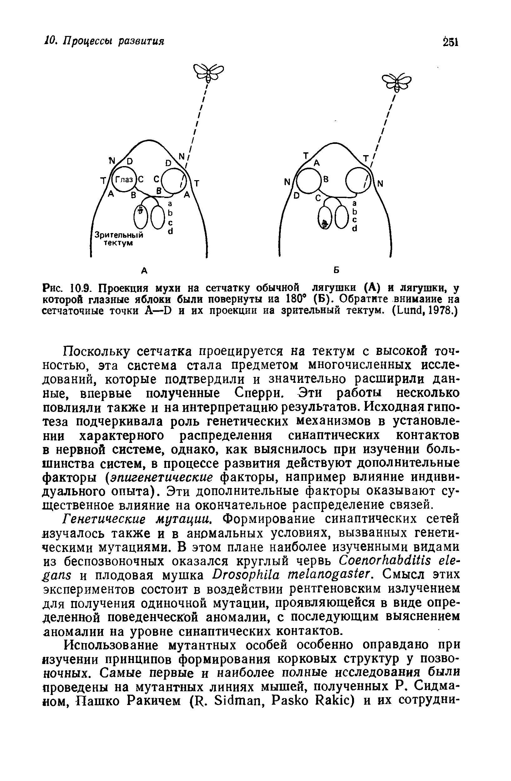 Рис. 10.9. Проекция мухи на сетчатку обычной лягушки (А) и лягушки, у которой глазные яблоки были повернуты иа 180° (Б). Обратите внимание на сетчаточные точки A—D и их проекции иа зрительный тектум. (L , 1978.)...