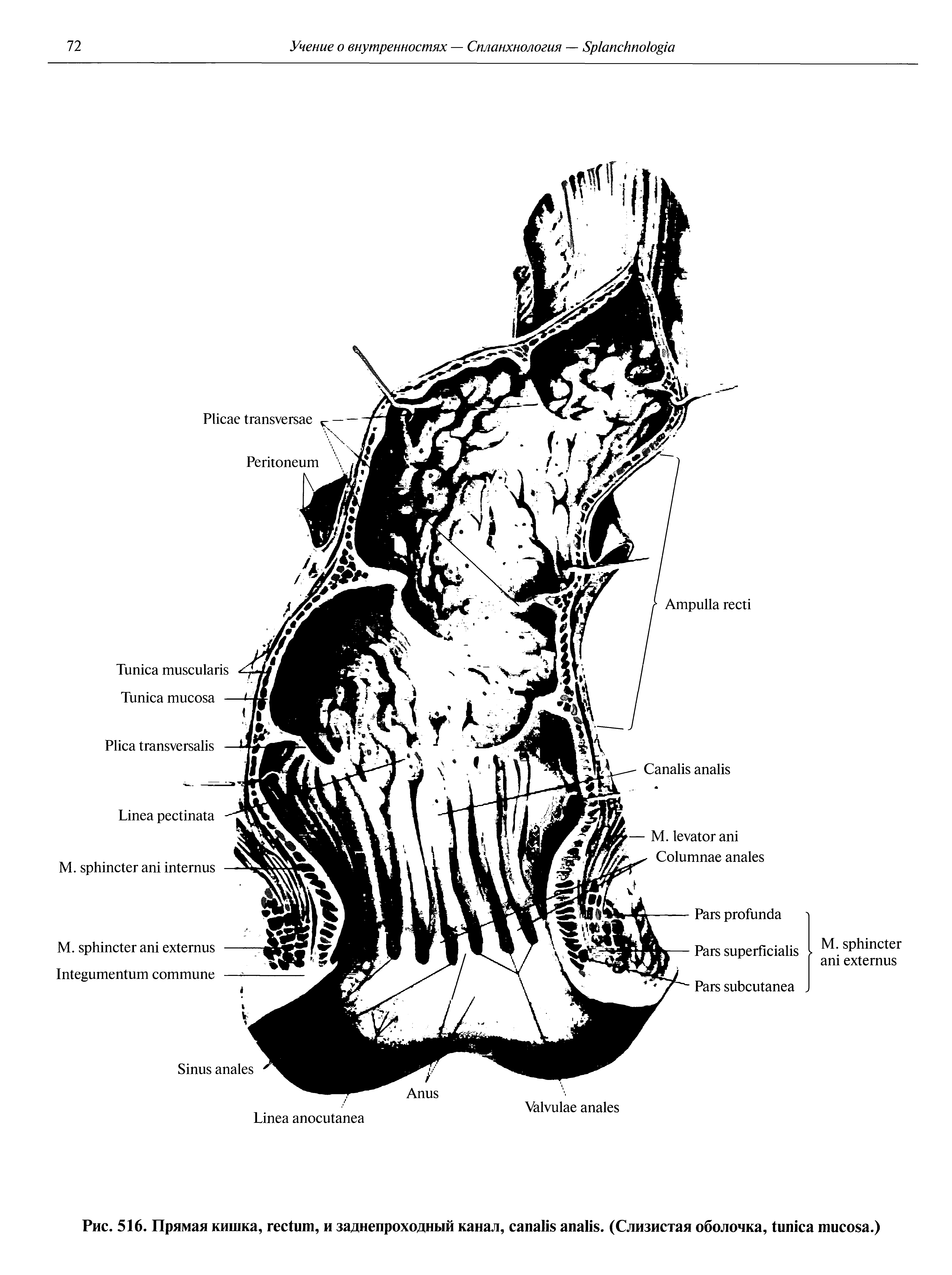 Рис. 516. Прямая кишка, , и заднепроходный канал, . (Слизистая оболочка, .)...