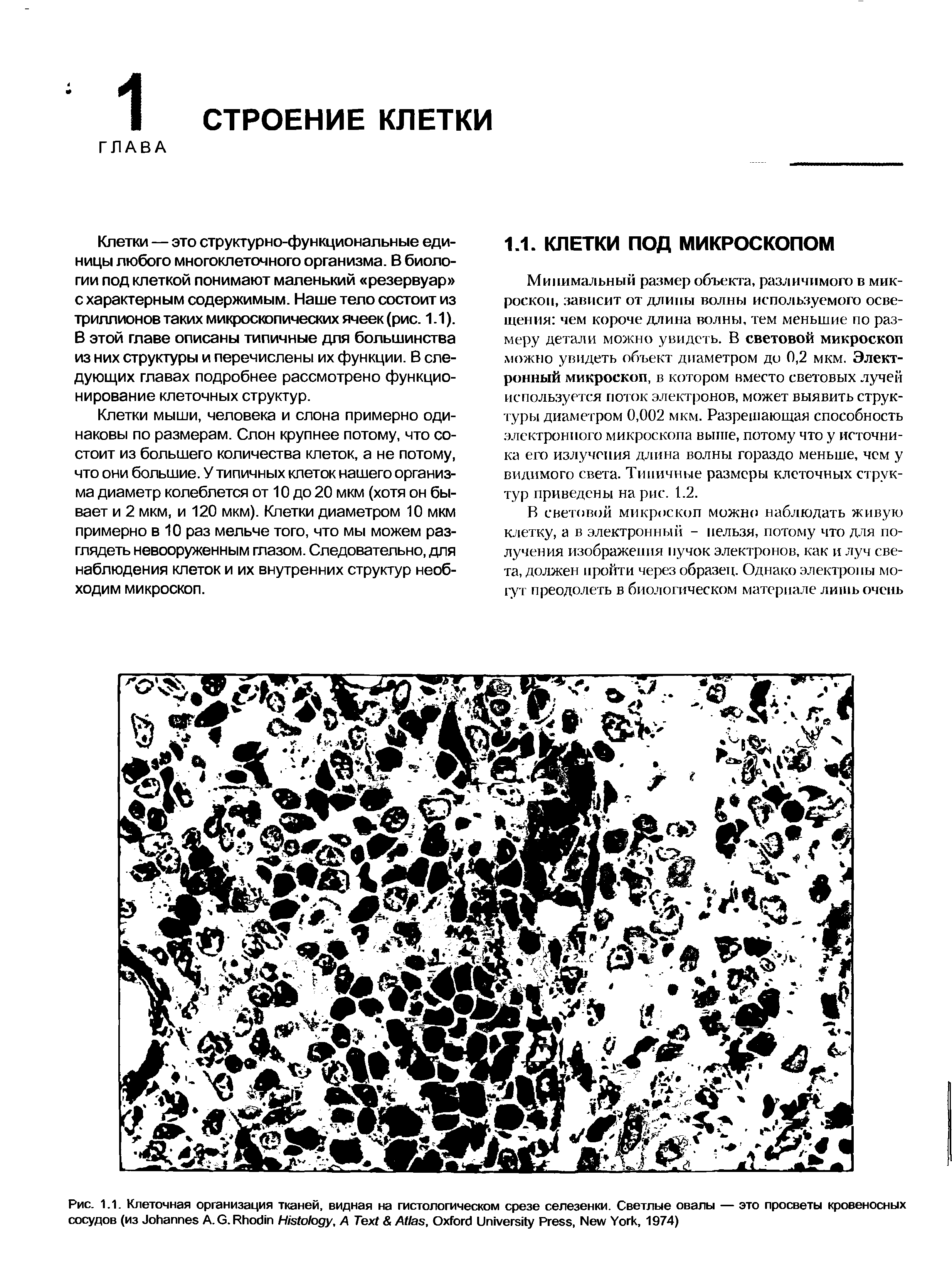 Рис. 1.1. Клеточная организация тканей, видная на гистологическом срезе селезенки. Светлые овалы — это просветы кровеносных сосудов (из J A.G.R H , A T A , O U P , N Y , 1974)...