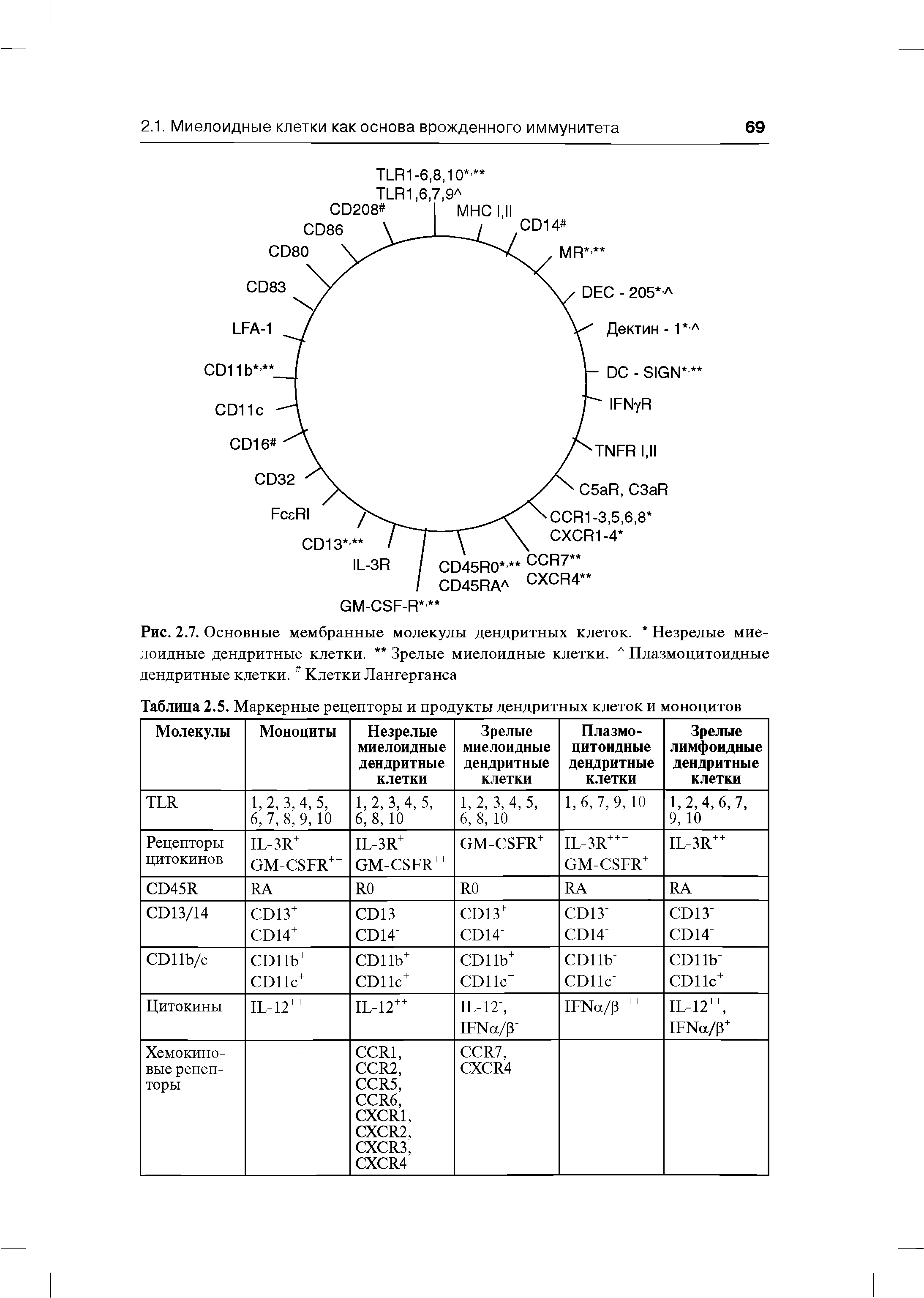 Рис. 2.7. Основные мембранные молекулы дендритных клеток. Незрелые миелоидные дендритные клетки. Зрелые миелоидные клетки. Л Плазмоцитоидные дендритные клетки. Клетки Лангерганса...