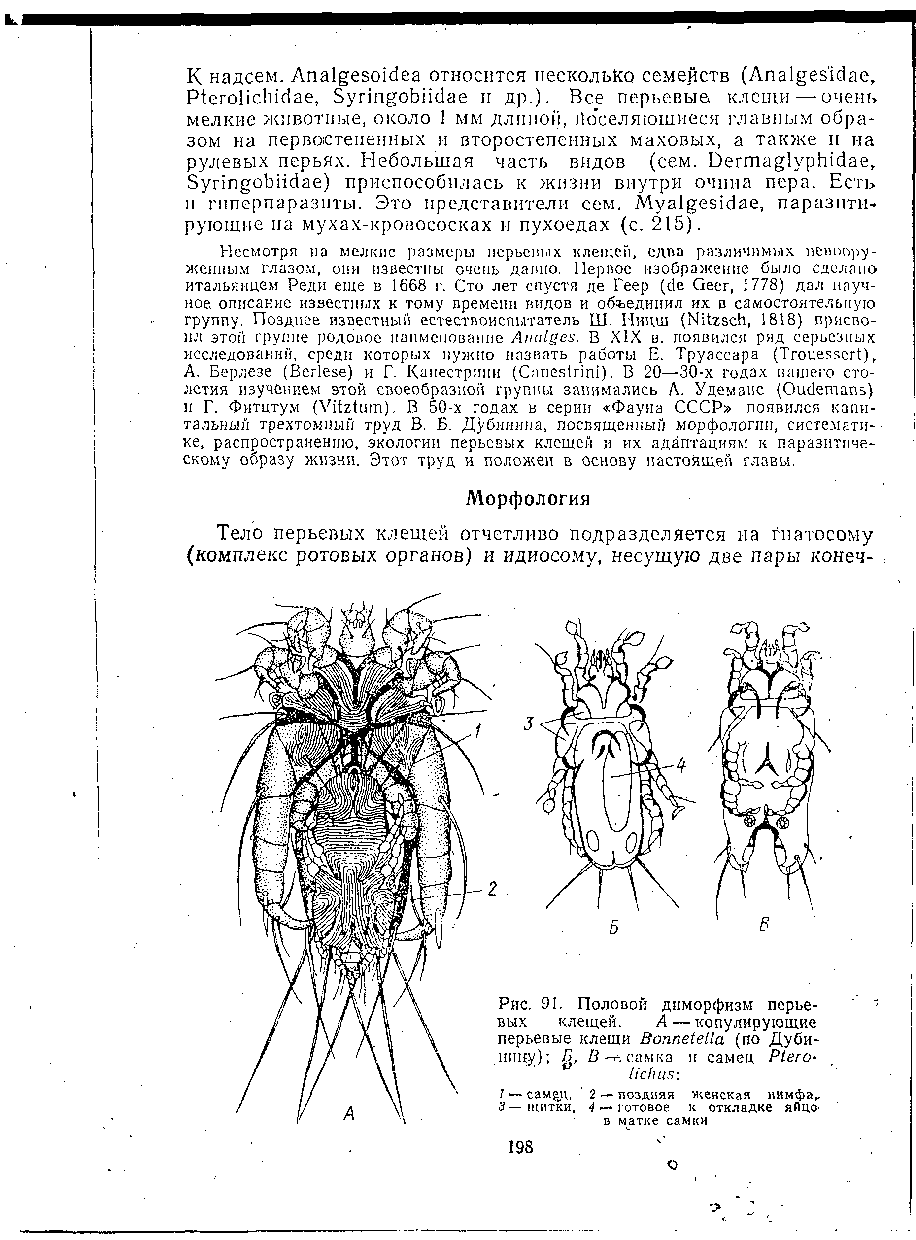 Рис. 91. Половой вых клещей, перьевые клещи B (по Дуби-В-б(щмка и самец P .