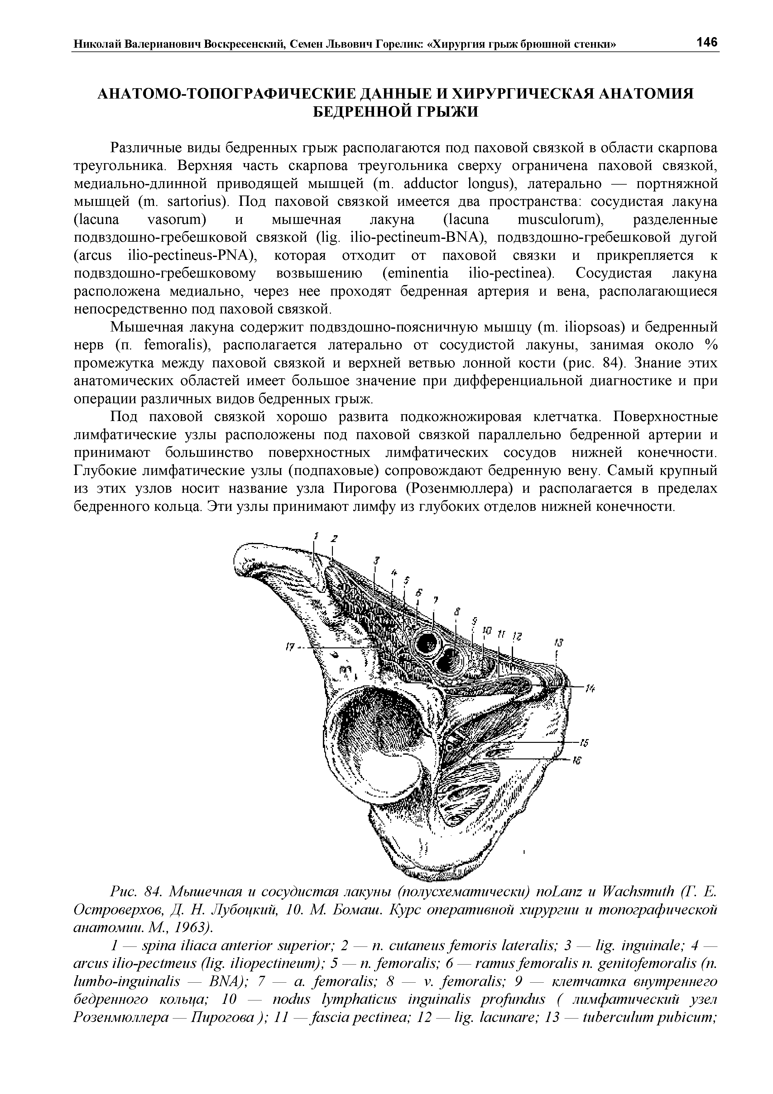 Рис. 84. Мышечная и сосудистая лакуны (полусхематически) L и W (Г. Е. Островерхое, Д. Н. Лубоцкий, 10. М. Бомаги. Курс оперативной хирургии и топографической анатомии. М., 1963).