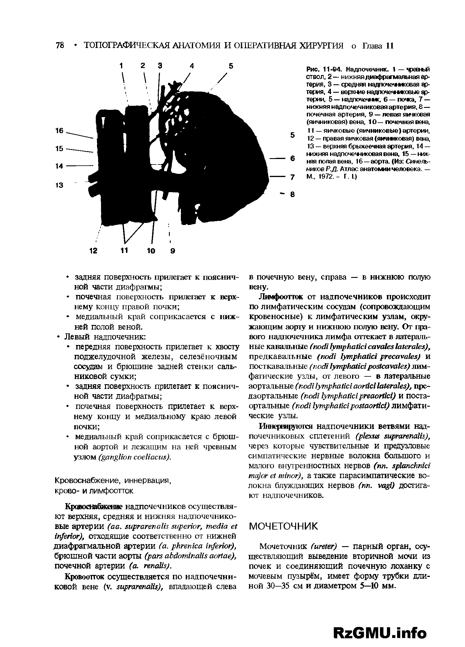 Рис. 11-В4. Надпочечник. 1 — чревньй ствол, 2— нижняя диафрагмальная артерия, 3 — средняя надпочечниковая артерия, 4 — верхние надпочечниковые артерии. 5 — надпочечник, 6 — почка. 7 — нижняя надпочечниковая артерия, 8— почечная артерия. 9 — левая яичковая (яичниковая) вена, 10—почечная вена,...