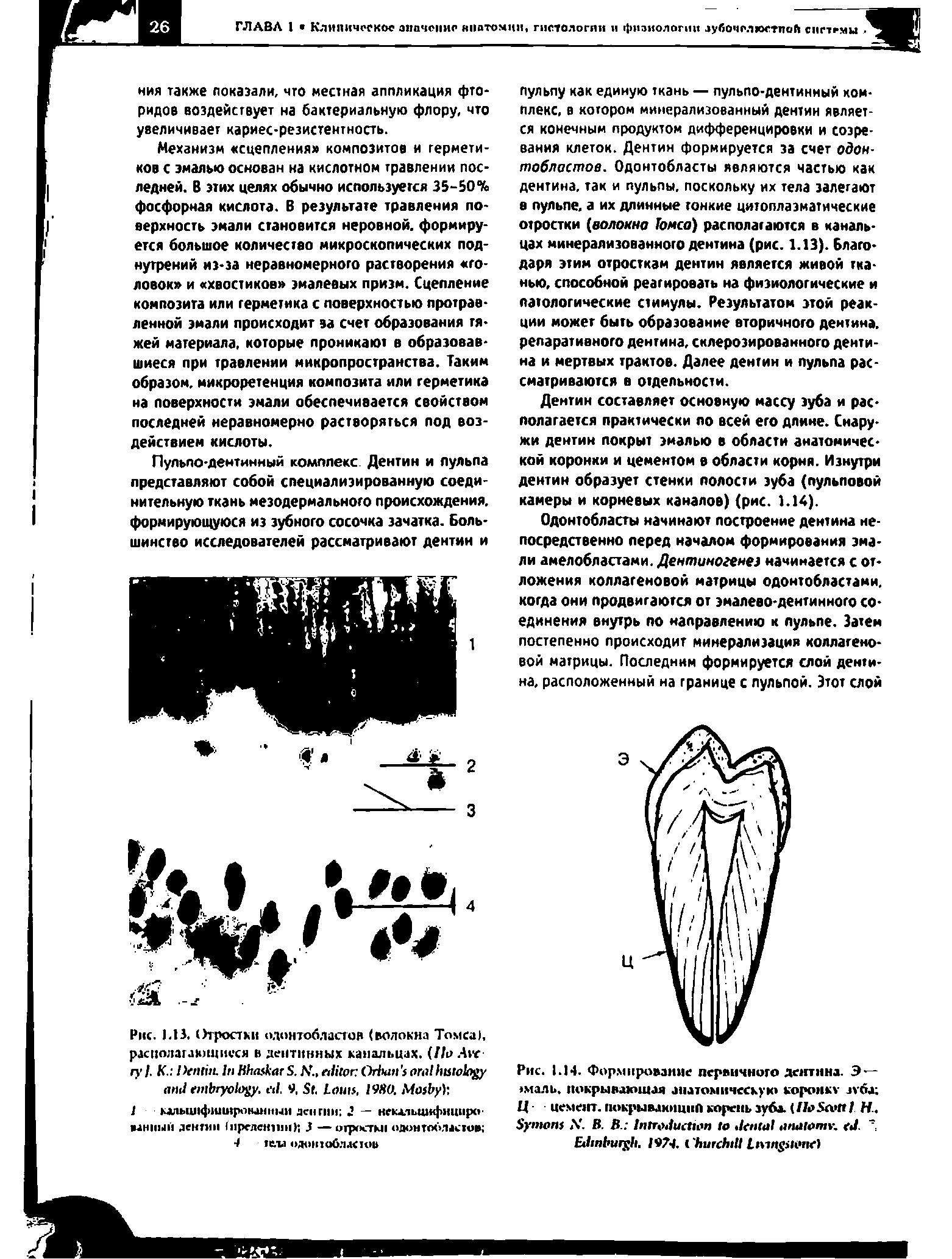 Рис. 1.14. Формирование первичного дентина. Э--1маль. покрывающая анатомическую коронку зуба Ц цемент, покрывакнцип корень зуба. Н,...