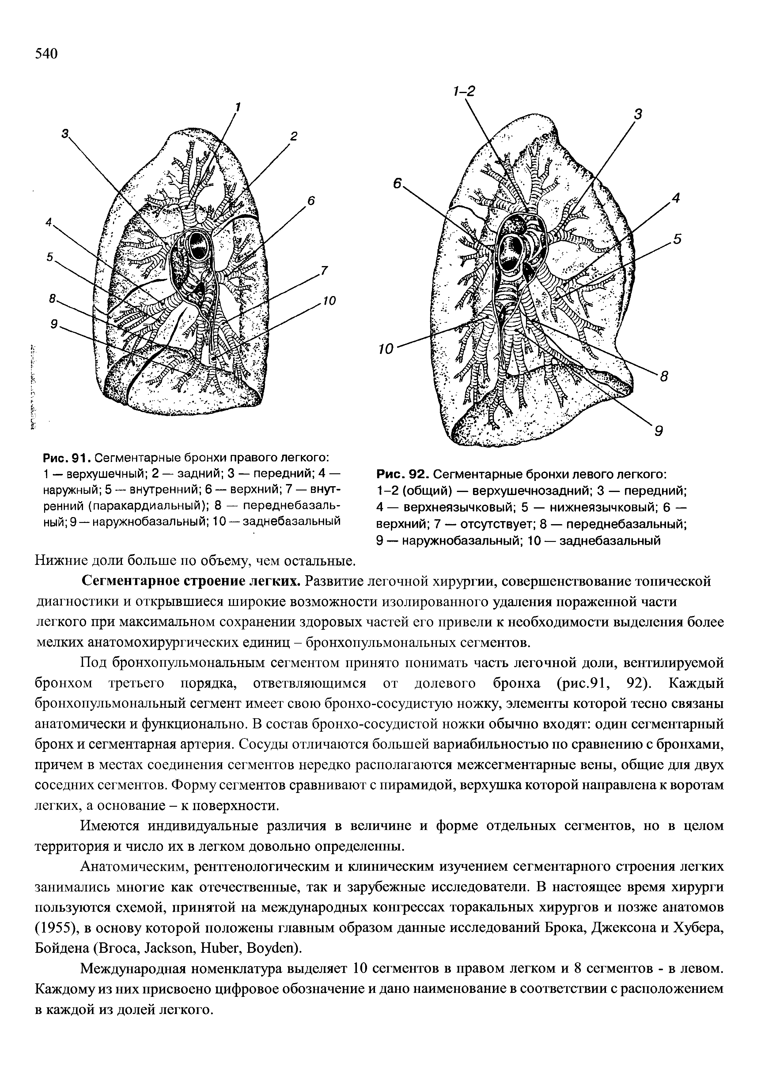 Рис. 92. Сегментарные бронхи левого легкого 1-2 (общий) — верхушечнозадний 3 — передний 4 — верхнеязычковый 5 — нижнеязычковый 6 — верхний 7 — отсутствует 8 — переднебазальный ...