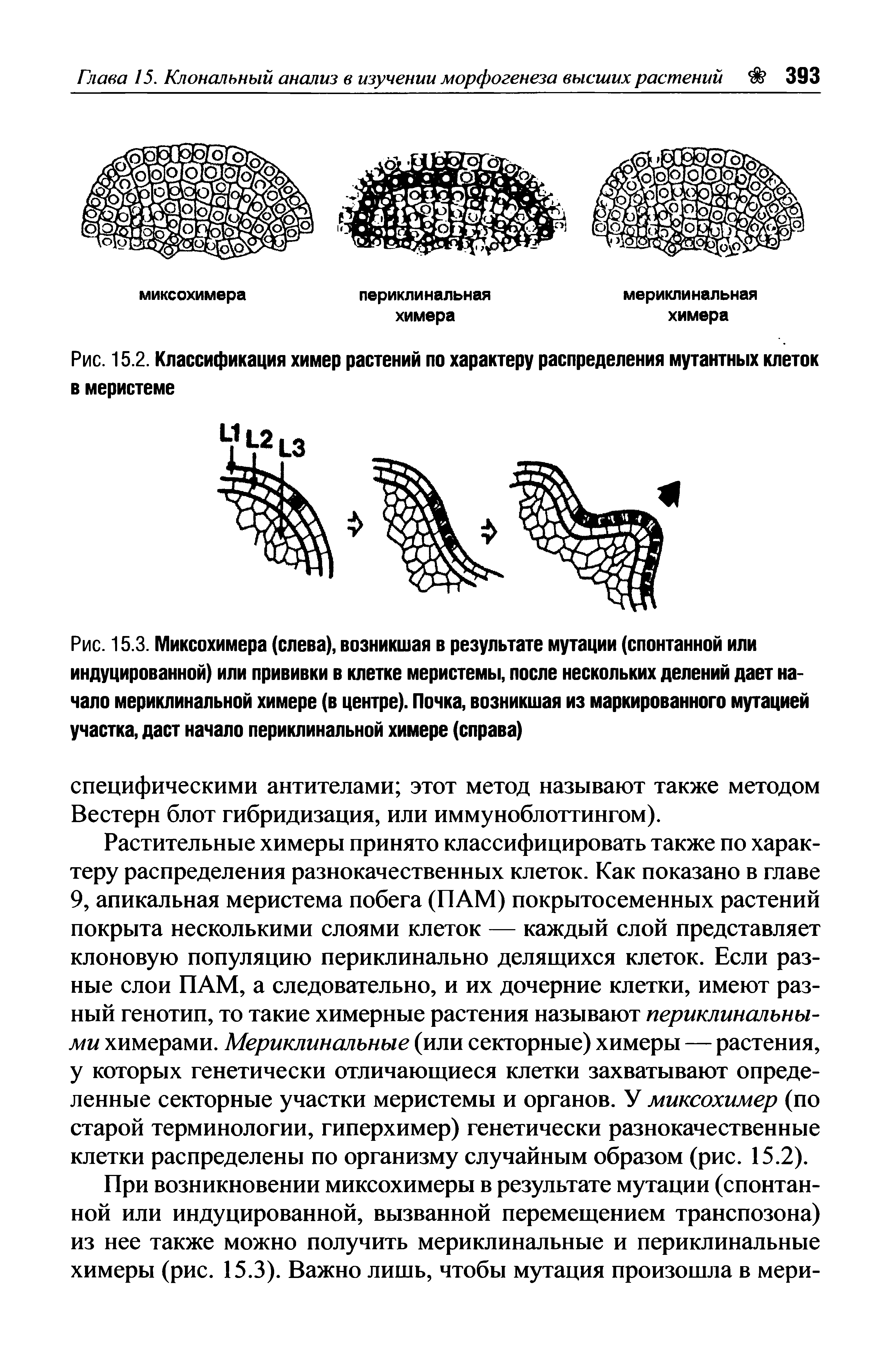 Рис. 15.2. Классификация химер растений по характеру распределения мутантных клеток в меристеме...