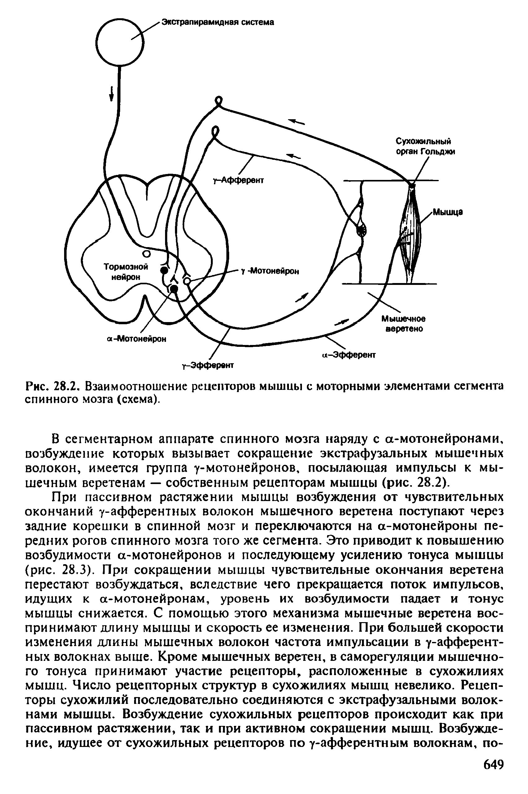 Рис. 28.2. Взаимоотношение рецепторов мышцы с моторными элементами сегмента спинного мозга (схема).
