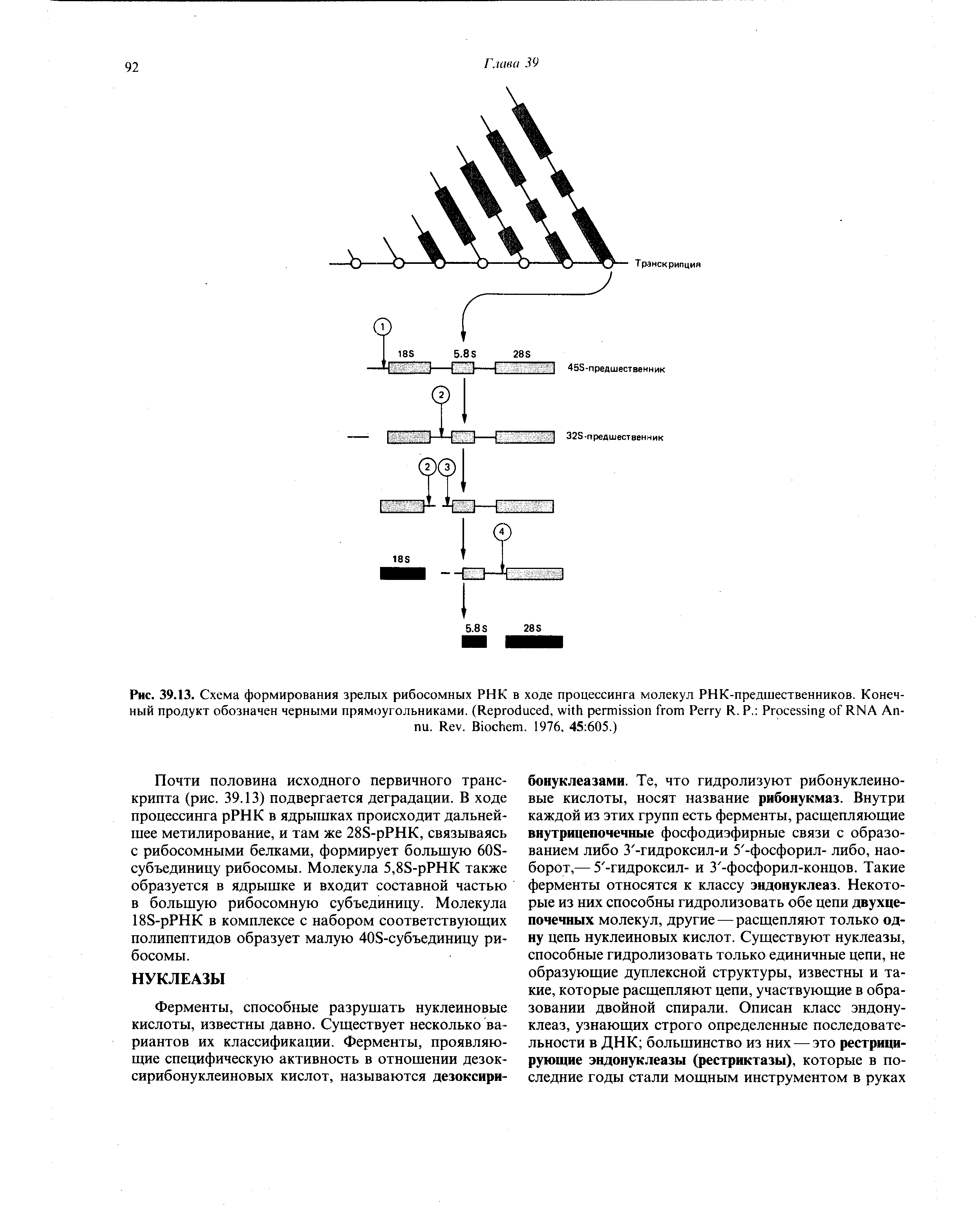 Рис. 39.13. Схема формирования зрелых рибосомных РНК в ходе процессинга молекул РНК-предшественников. Конеч-ный продукт обозначен черными прямоугольниками. (R , P R. P. P RNA A - . R . B . 1976, 45 605.)...