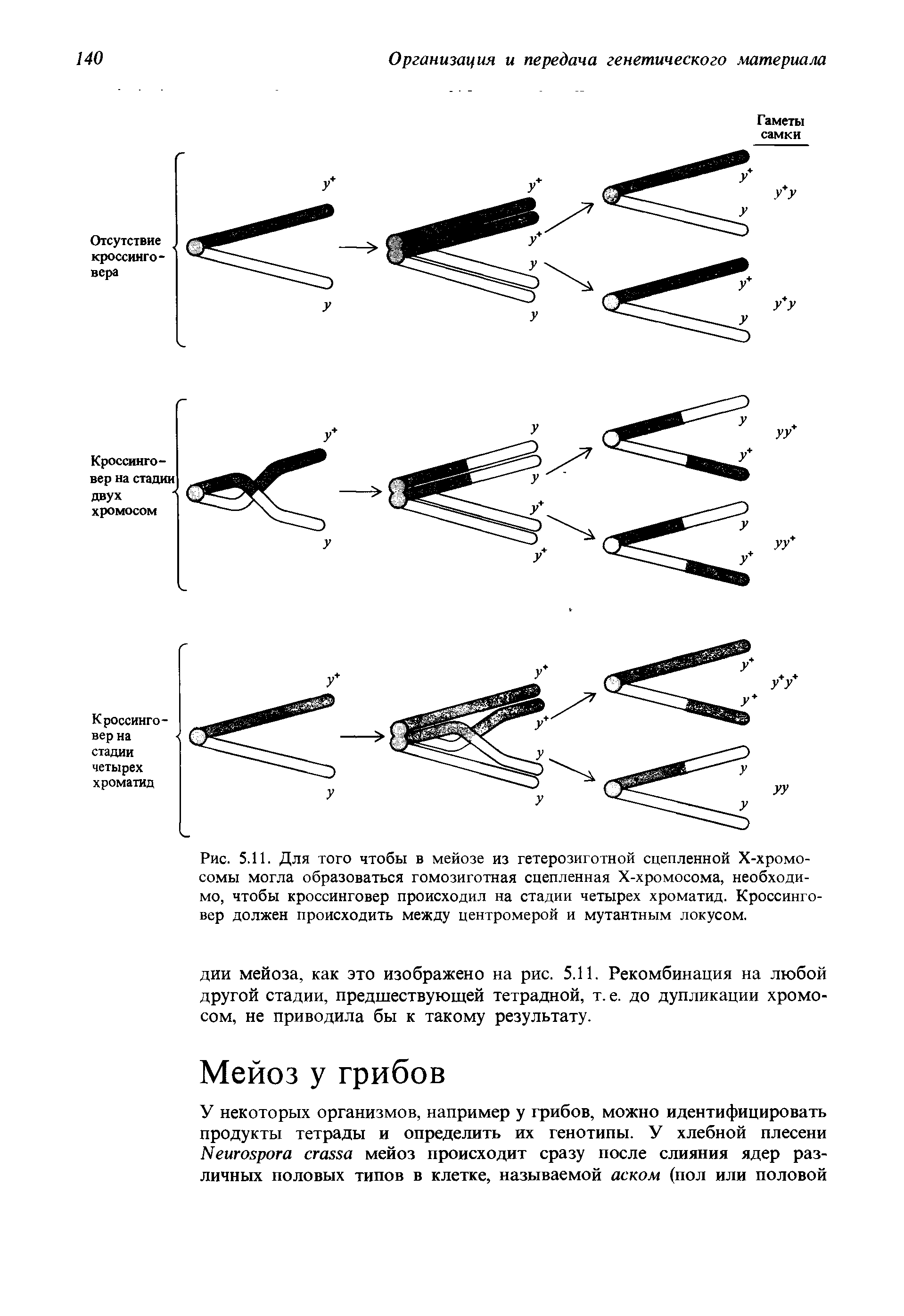 Рис. 5.11. Для того чтобы в мейозе из гетерозиготной сцепленной X-хромосомы могла образоваться гомозиготная сцепленная Х-хромосома, необходимо, чтобы кроссинговер происходил на стадии четырех хроматид. Кроссинго-вер должен происходить между центромерой и мутантным локусом.