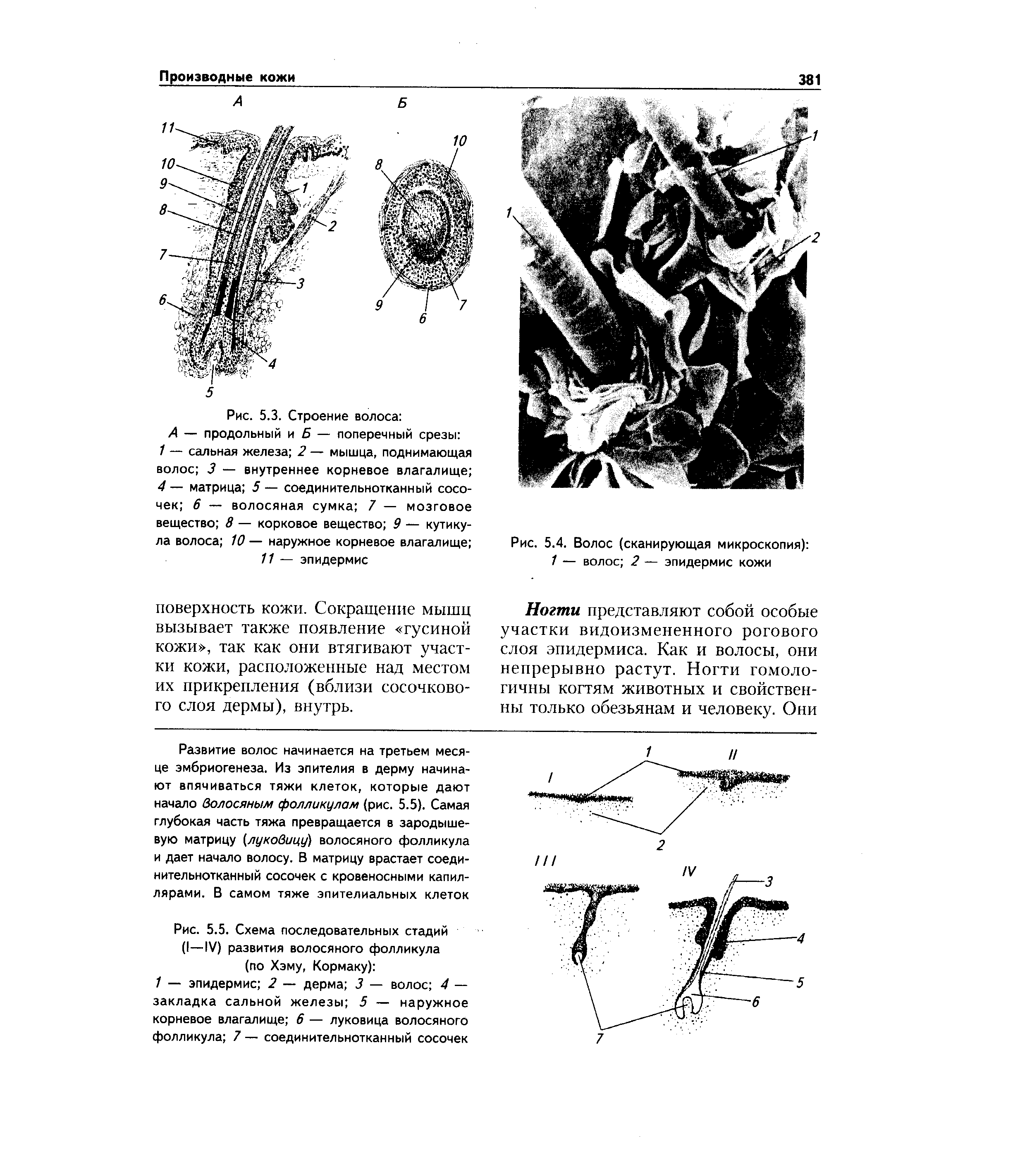 Рис. 5.5. Схема последовательных стадий (I—IV) развития волосяного фолликула (по Хэму, Кормаку) ...