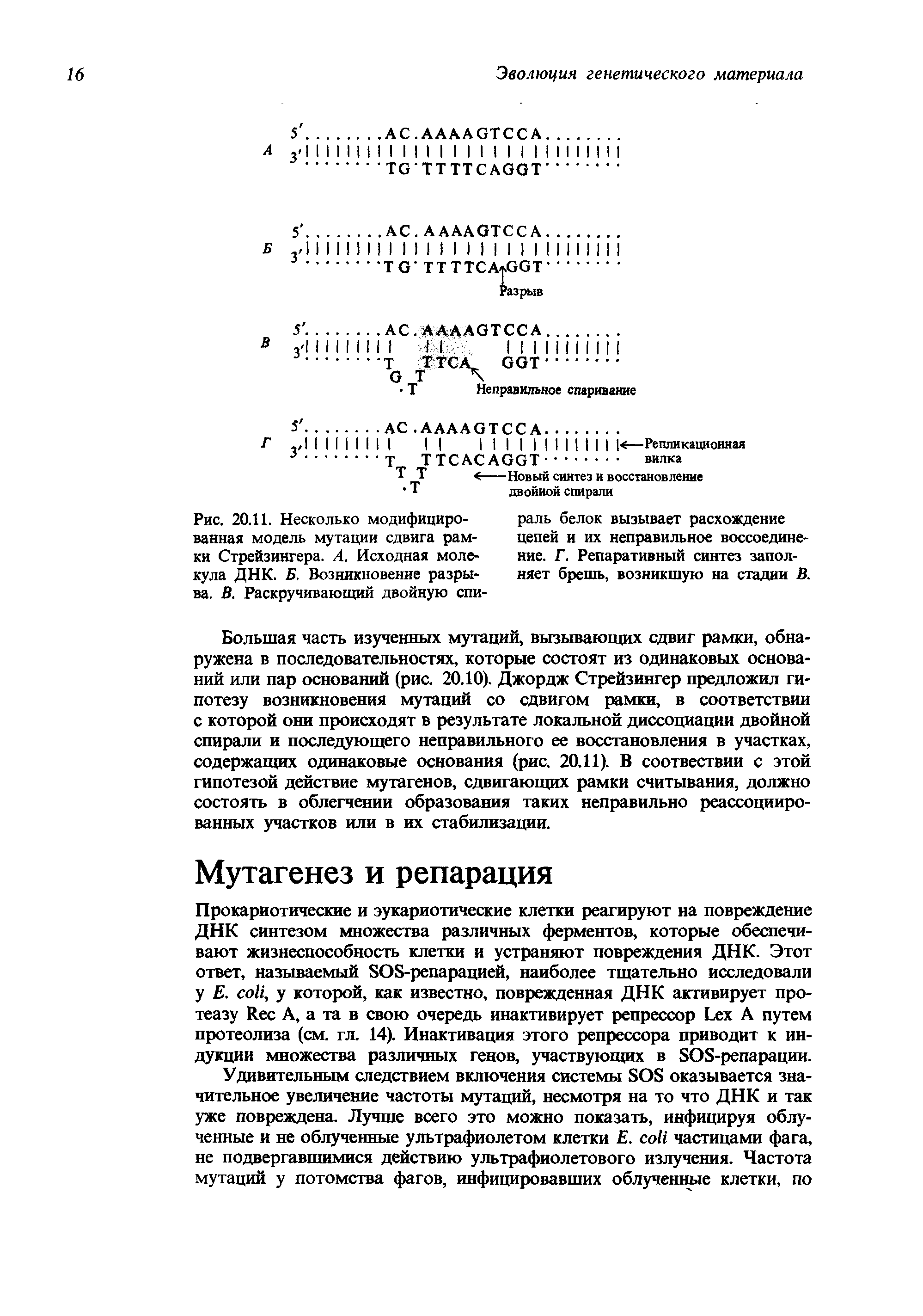 Рис. 20.11. Несколько модифицированная модель мутации сдвига рамки Стрейзингера. А. Исходная молекула ДНК. Б. Возникновение разрыва. В. Раскручивающий двойную спи-...