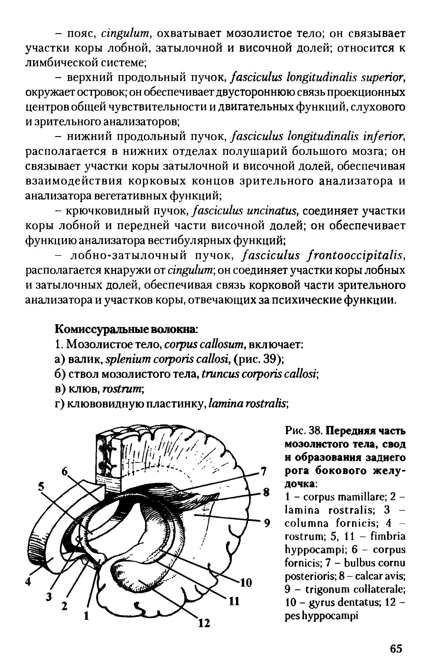 Рис. 38. Передняя часть мозолистого тела, свод н образования заднего рога бокового желудочка ...