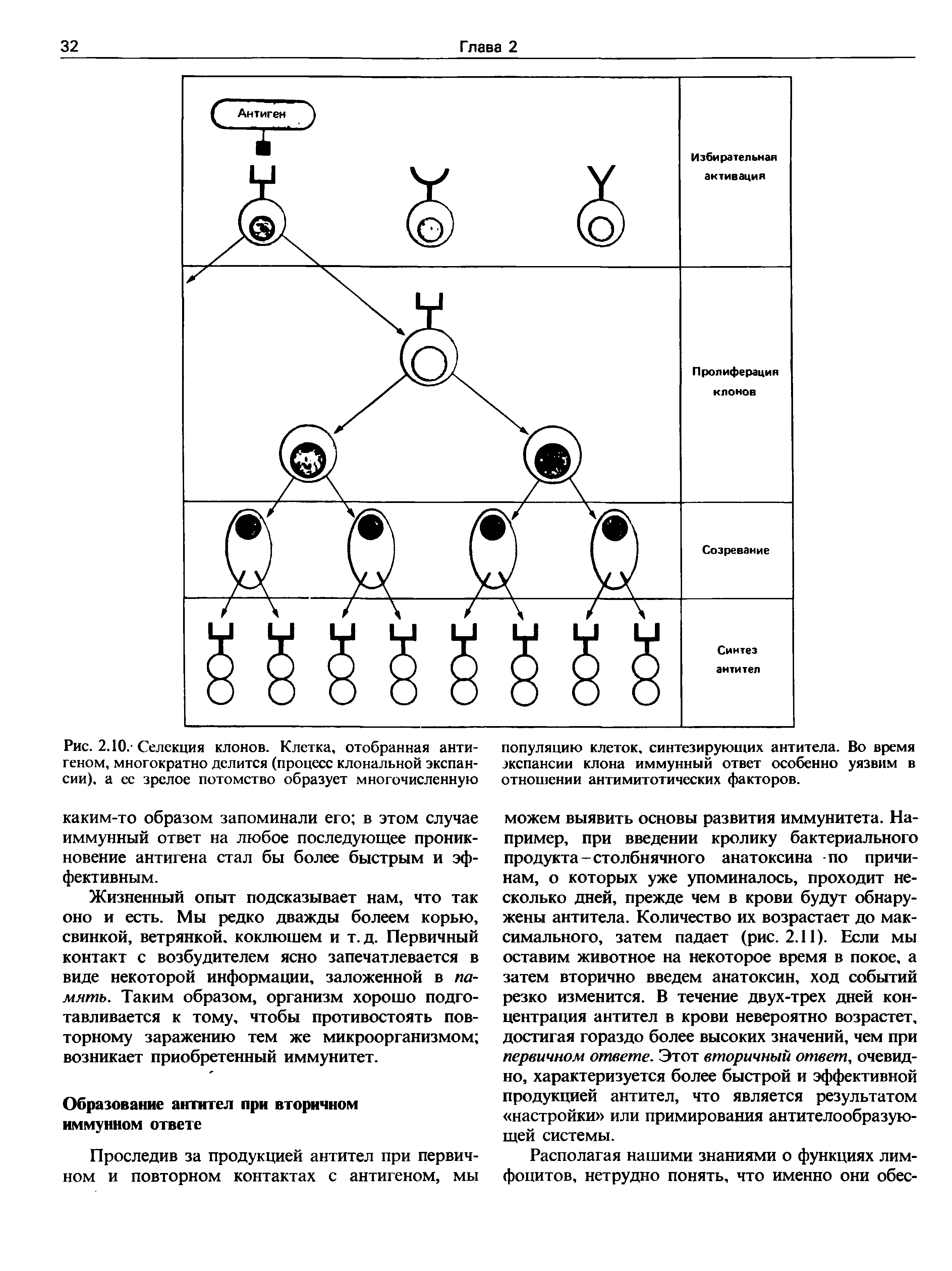 Рис. 2.10.-Селекция клонов. Клетка, отобранная антигеном, многократно делится (процесс клональной экспансии), а ее зрелое потомство образует многочисленную...