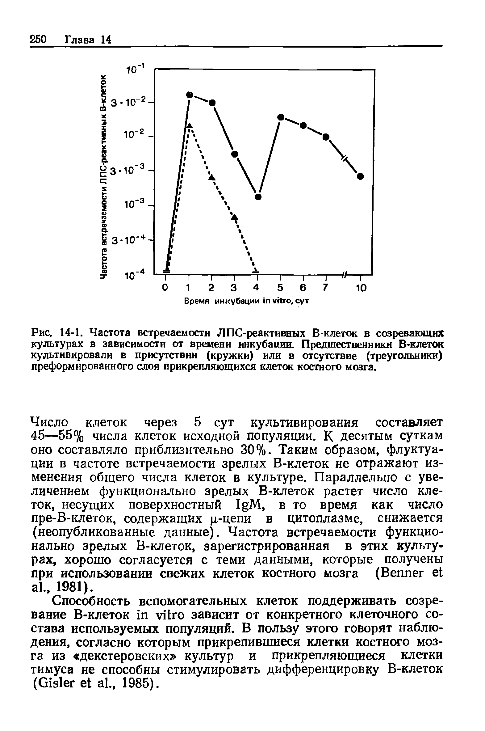 Рис. 14-1. Частота встречаемости ЛПС-реактивных В-клеток в созревающих культурах в зависимости от времени инкубации. Предшественники В-клеток культивировали в присутствии (кружки) или в отсутствие (треугольники) преформированного слоя прикрепляющихся клеток костного мозга.