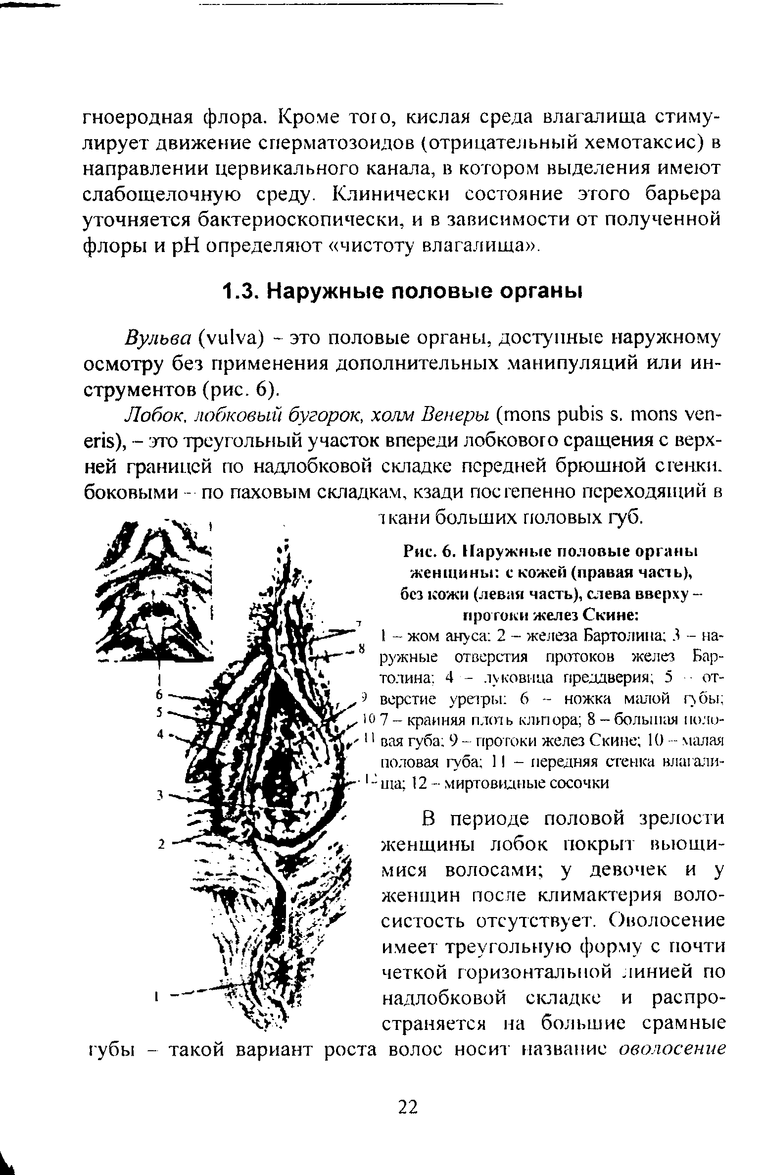 Рис. 6. Наружные половые органы женщины с кожей (правая часть), без кожи (левая часть), слева вверху -протоки желез Скине ...