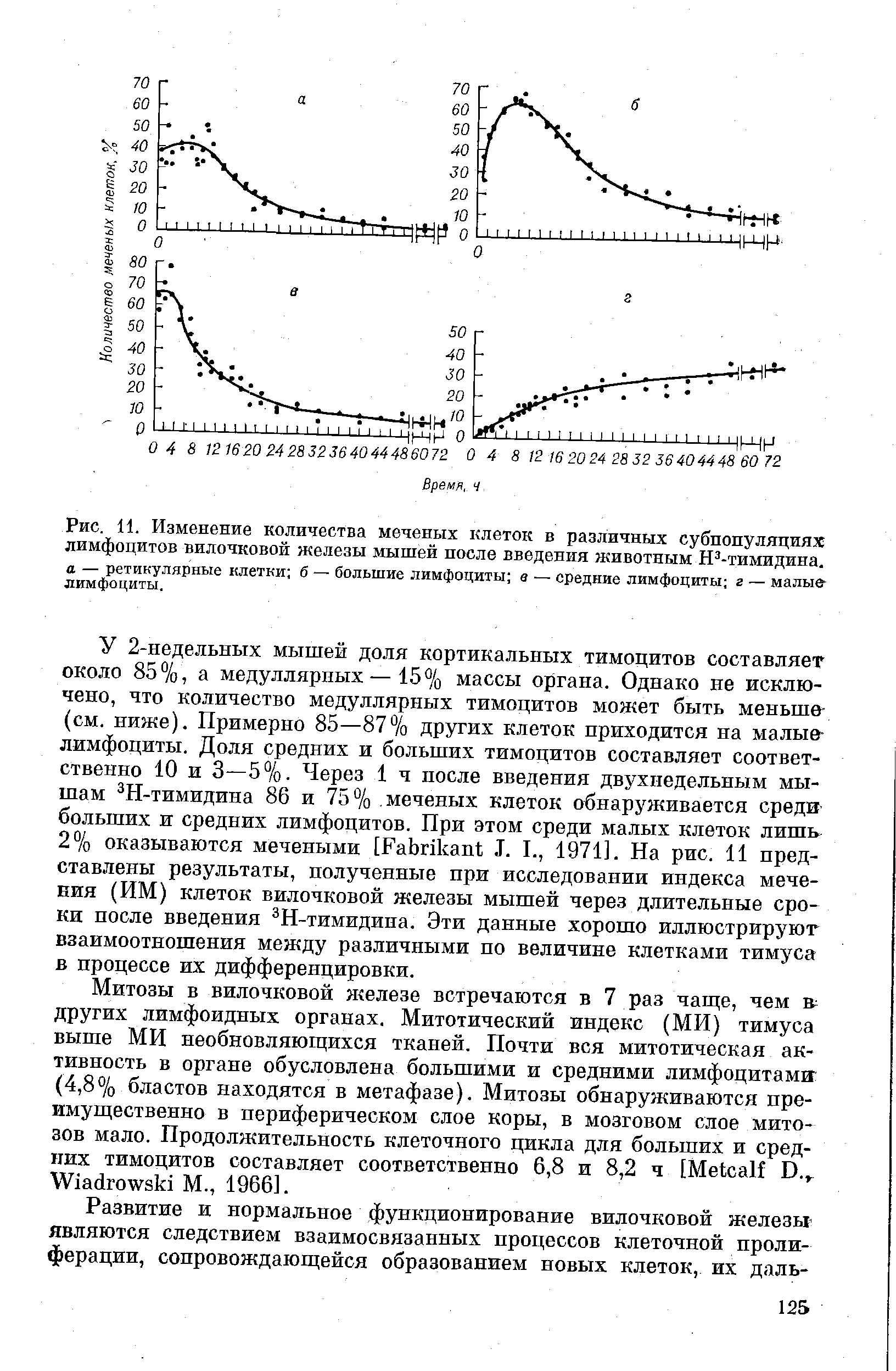 Рис. 11. Изменение количества меченых клеток в различных субпопуляциях лимфоцитов вилочковой железы мышей после введения животным Н3-тимидина. а — ретикулярные клетки б — большие лимфоциты в — средние лимфоциты г — малые-лимфоциты.