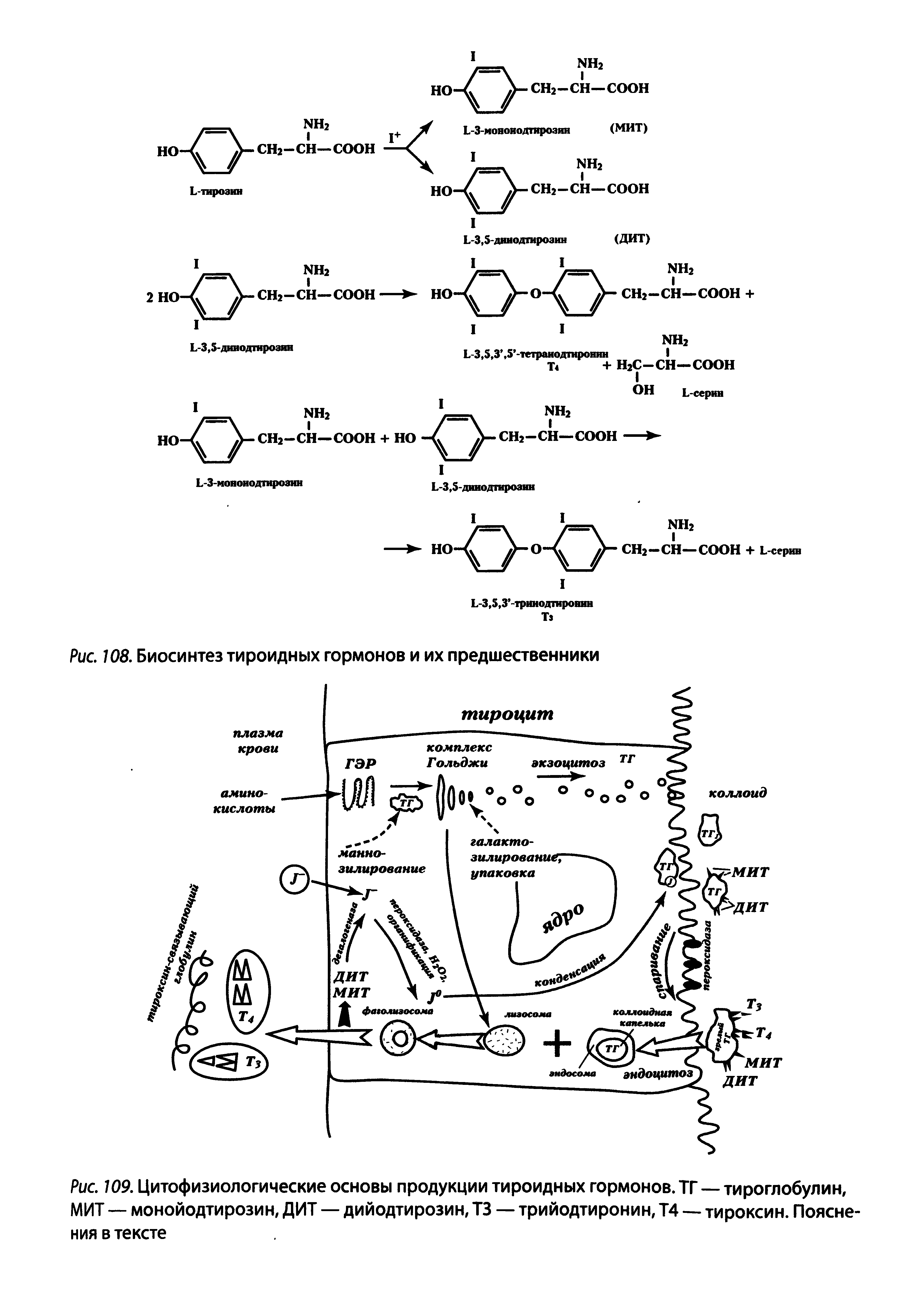 Рис. 109. Цитофизиологические основы продукции тироидных гормонов. ТГ — тироглобулин, МИТ — монойодтирозин, ДИТ — дийодтирозин, ТЗ — трийодтиронин, Т4 — тироксин. Пояснения в тексте...
