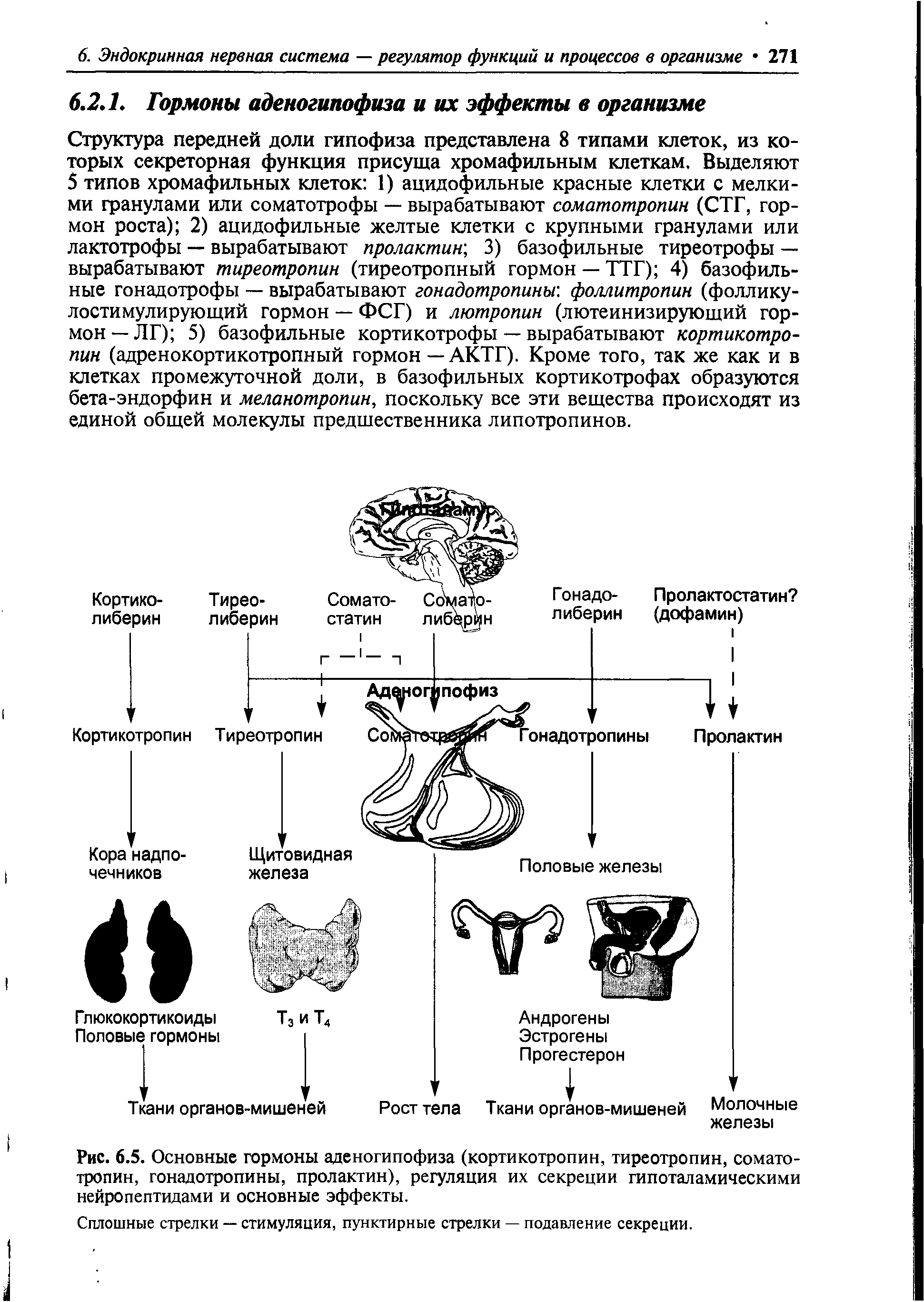 Рис. 6.5. Основные гормоны аденогипофиза (кортикотропин, тиреотропин, соматотропин, гонадотропины, пролактин), регуляция их секреции гипоталамическими нейропептидами и основные эффекты.